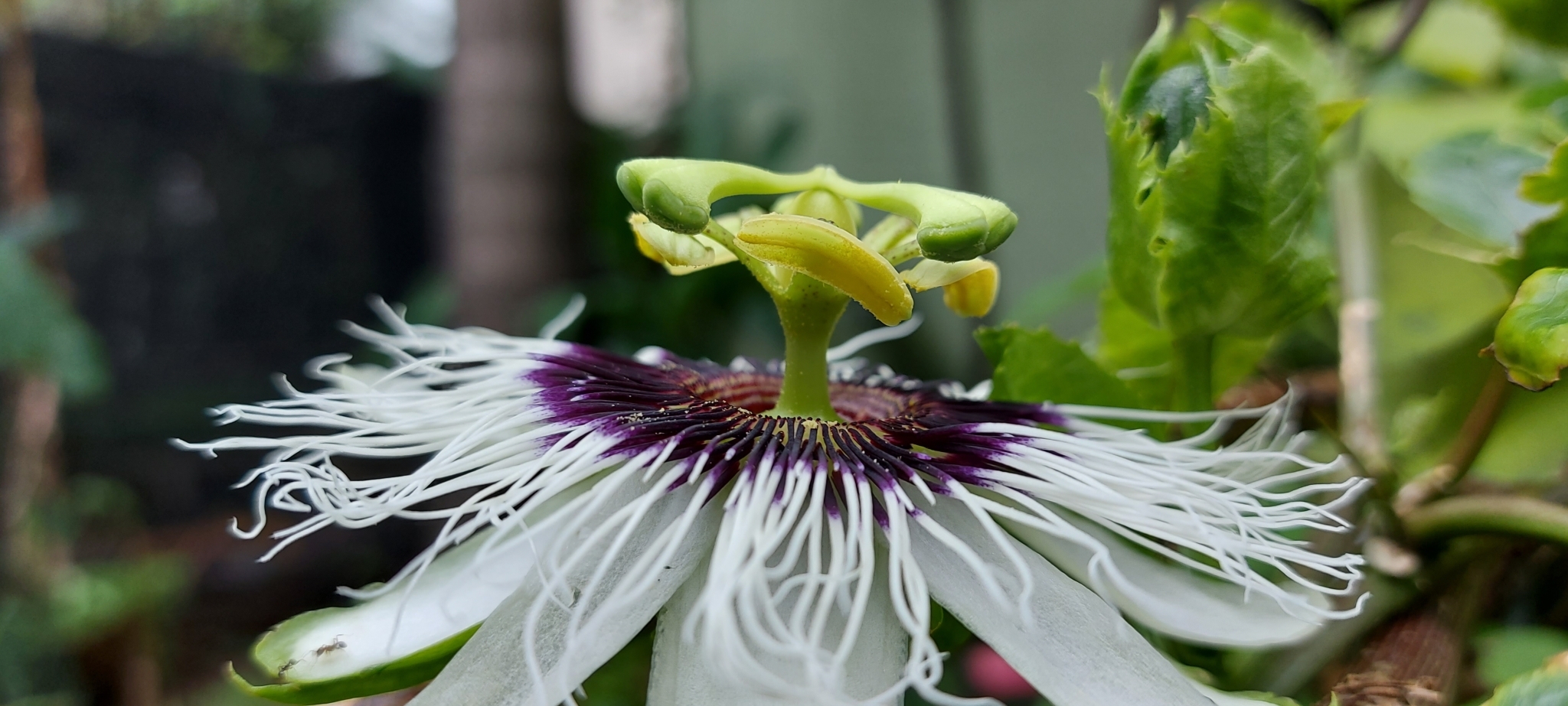 Photo of Yellow passionfruit (6/12)