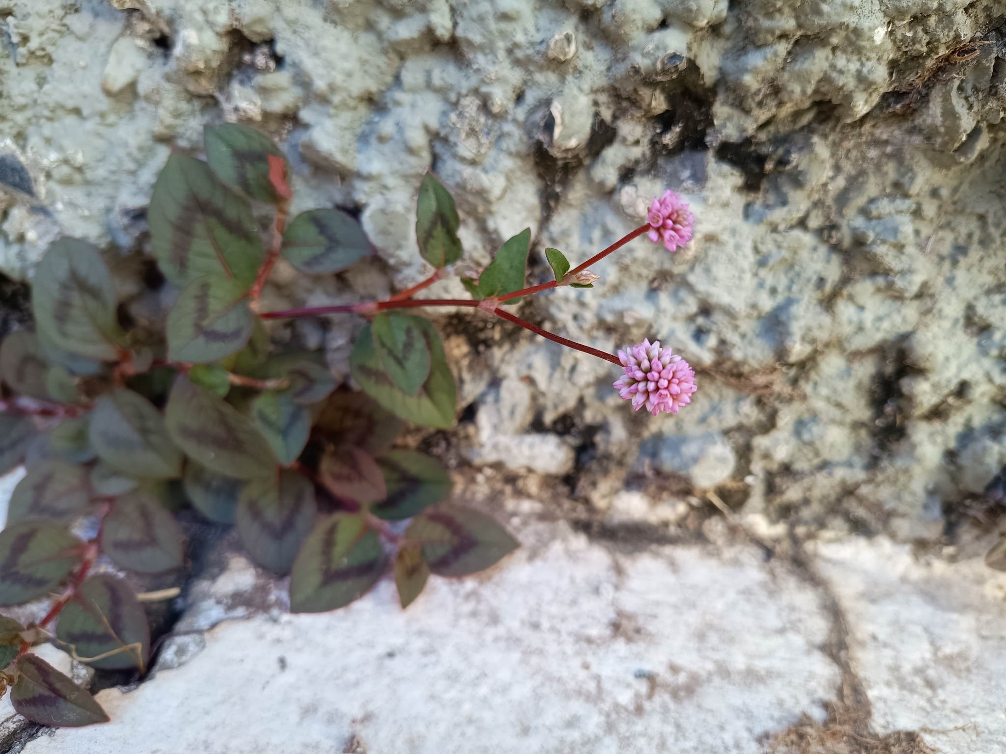 Photo of pink knotweed (4/8)
