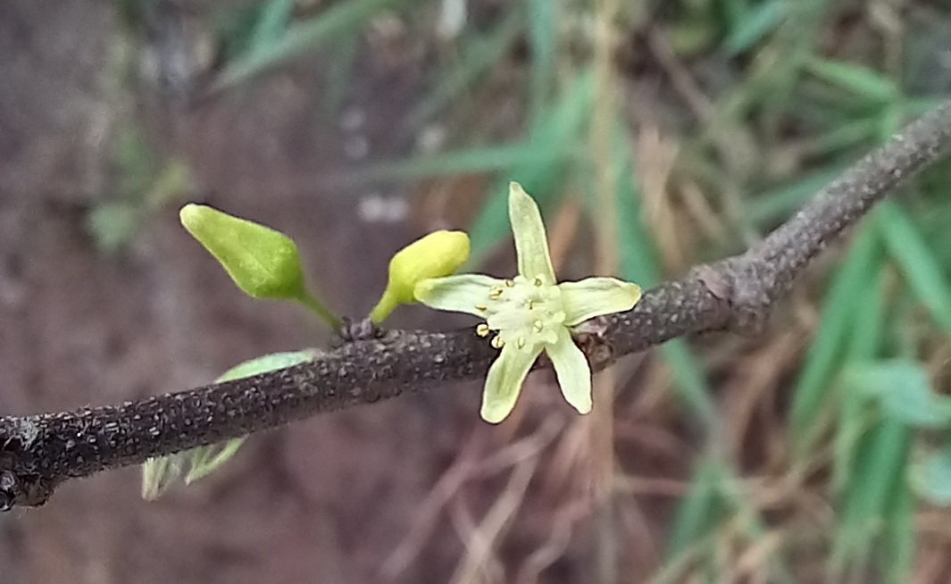 Photo of Casearia decandra (2/12)