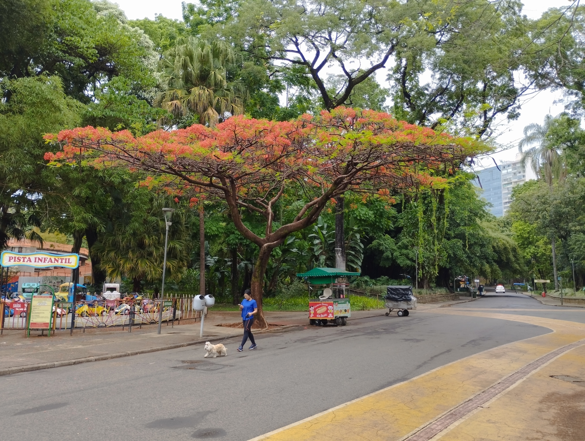Photo of Flamboyant (4/12)