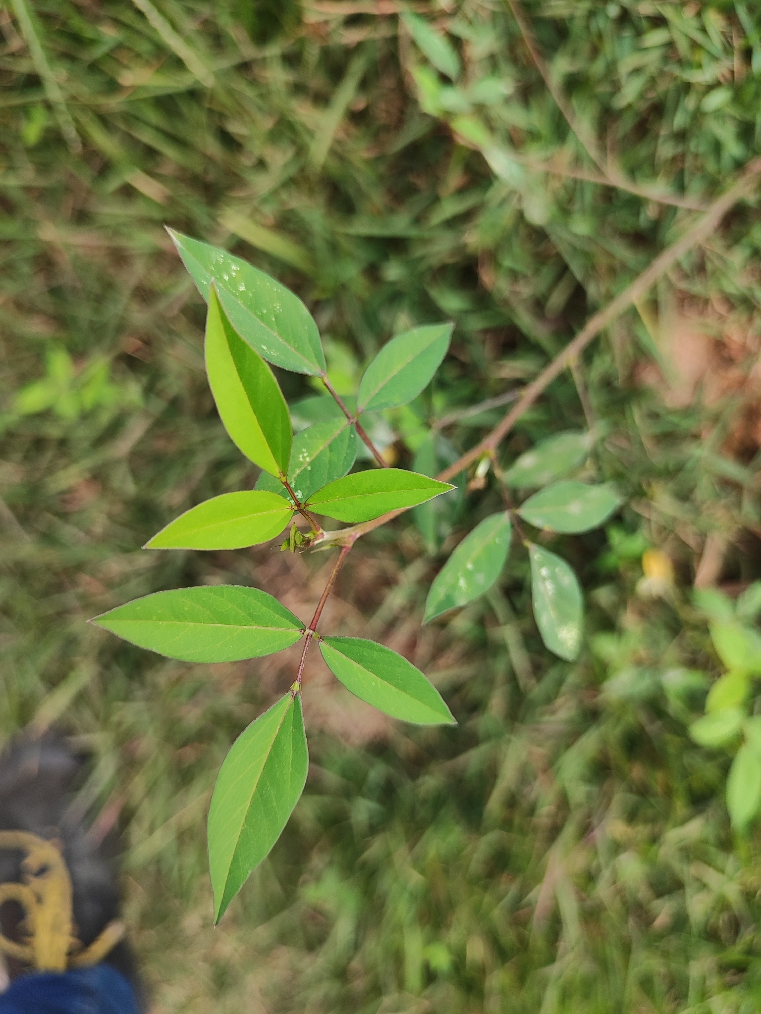 Photo of Phasey Bean (3/5)