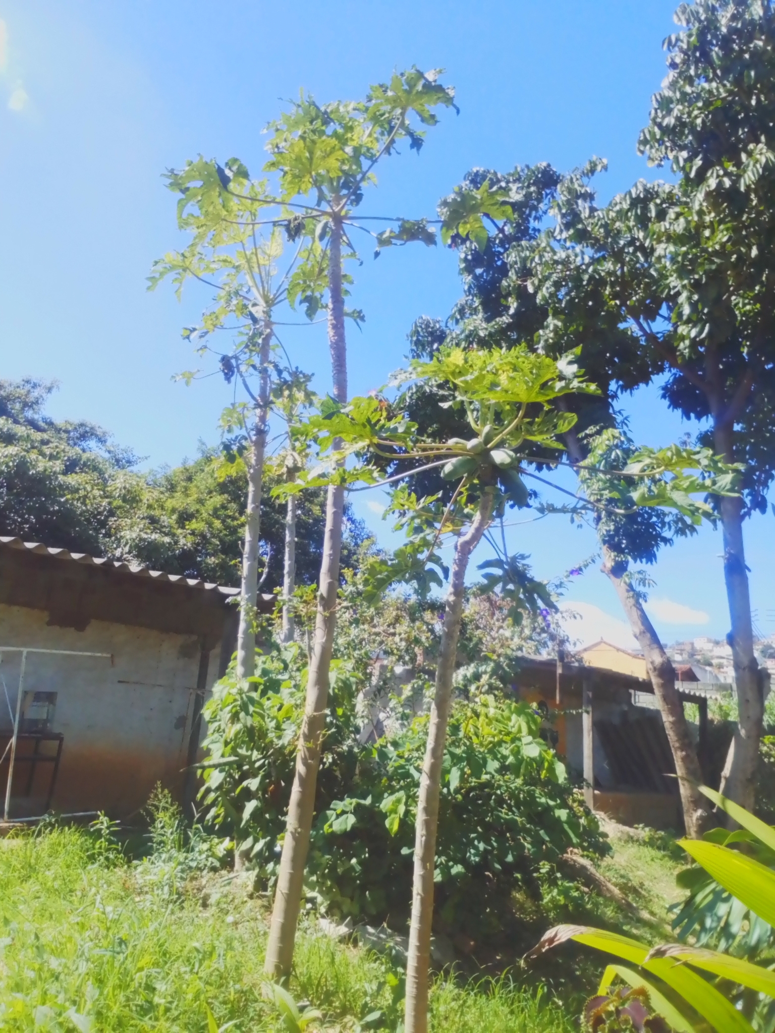 Photo of Papaya (9/12)