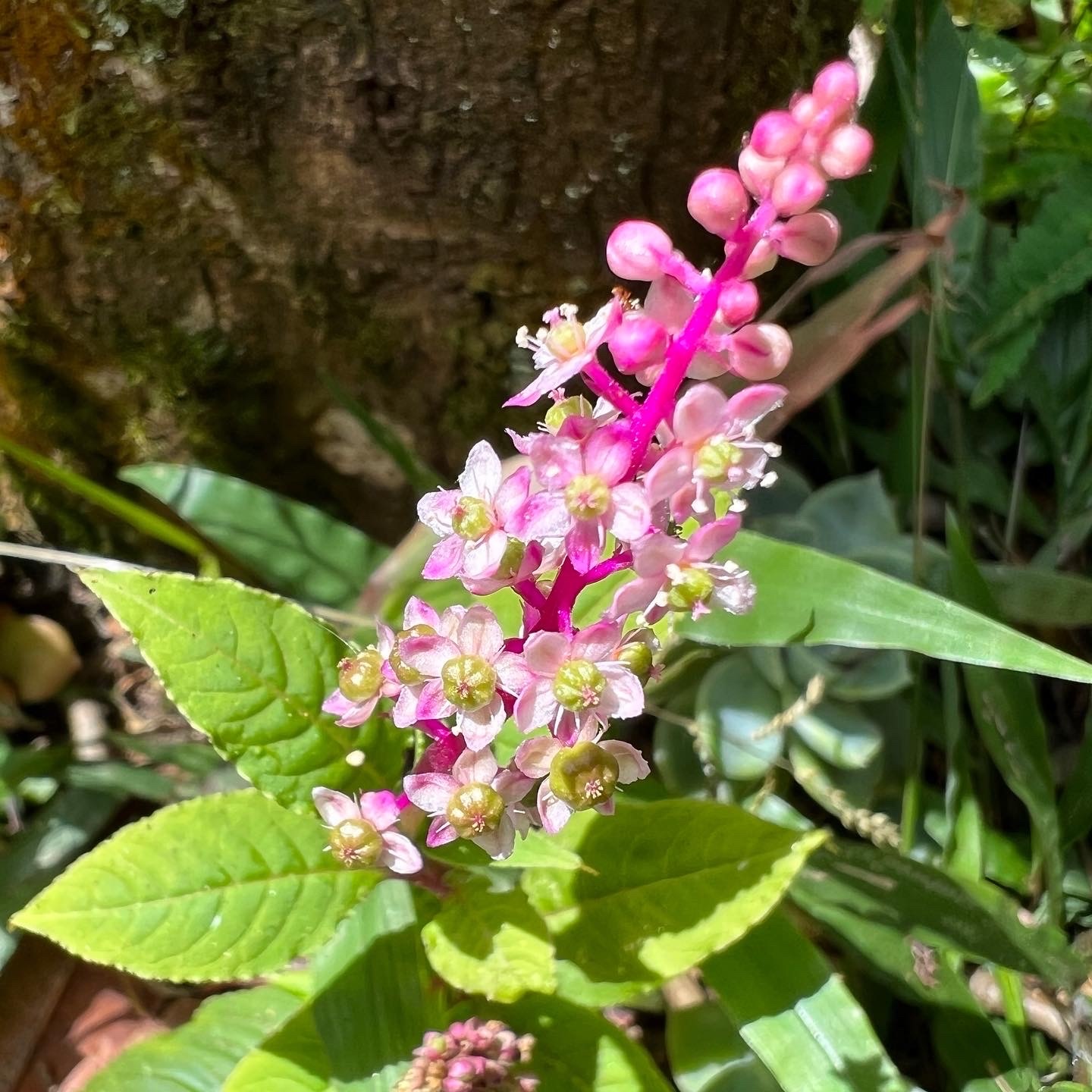 Photo of Brazilian Pokeweed (3/12)