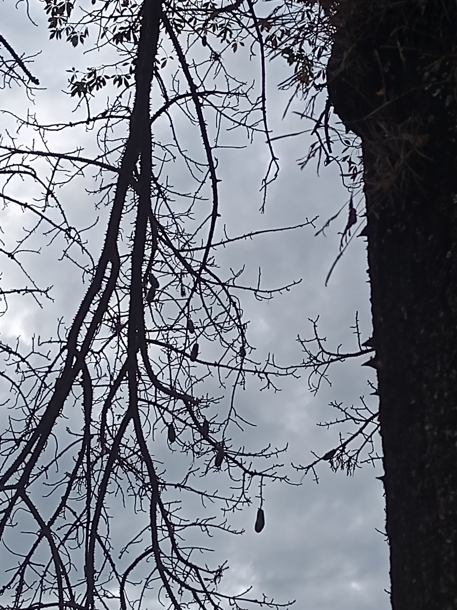 Photo of Silk floss tree (1/7)
