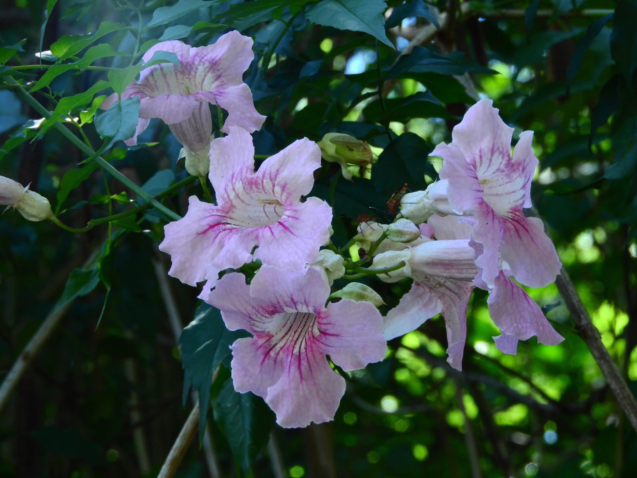 Photo of Pink Trumpet Vine (1/6)