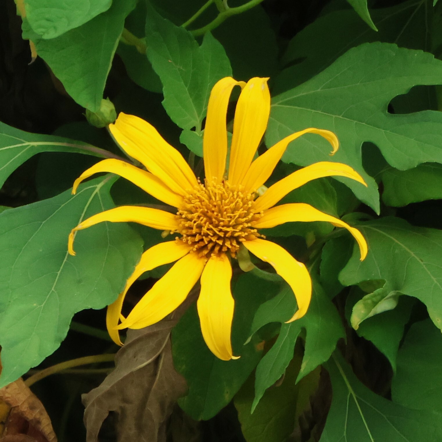 Photo of Mexican sunflower (1/9)