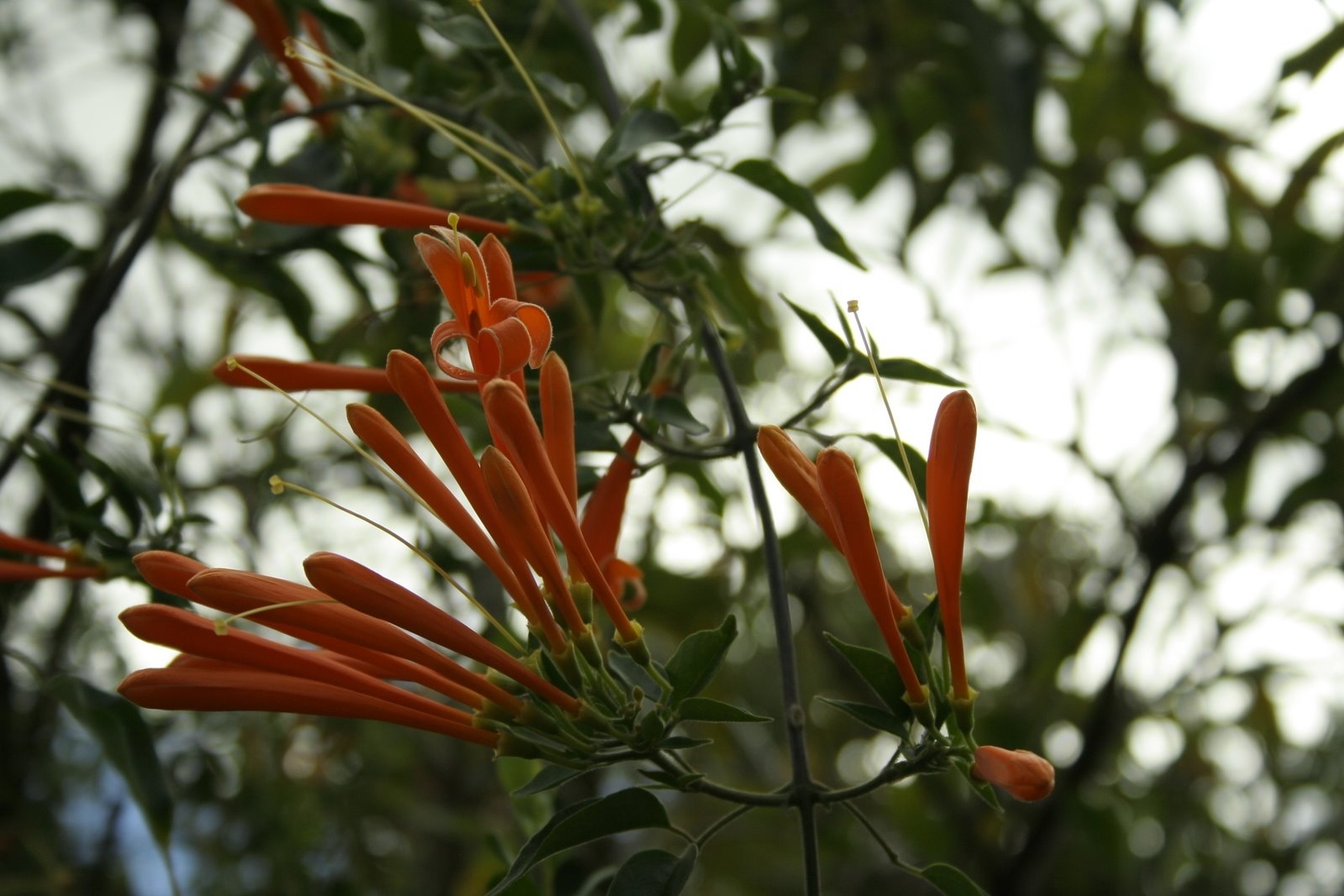Photo of Flame vine (9/12)