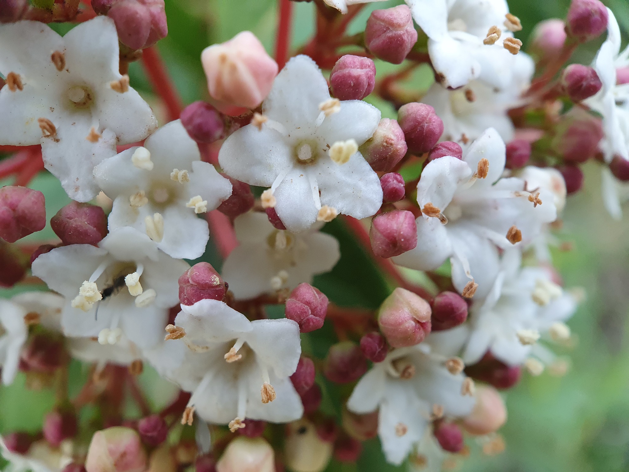 Photo of Laurustinus viburnum (9/12)