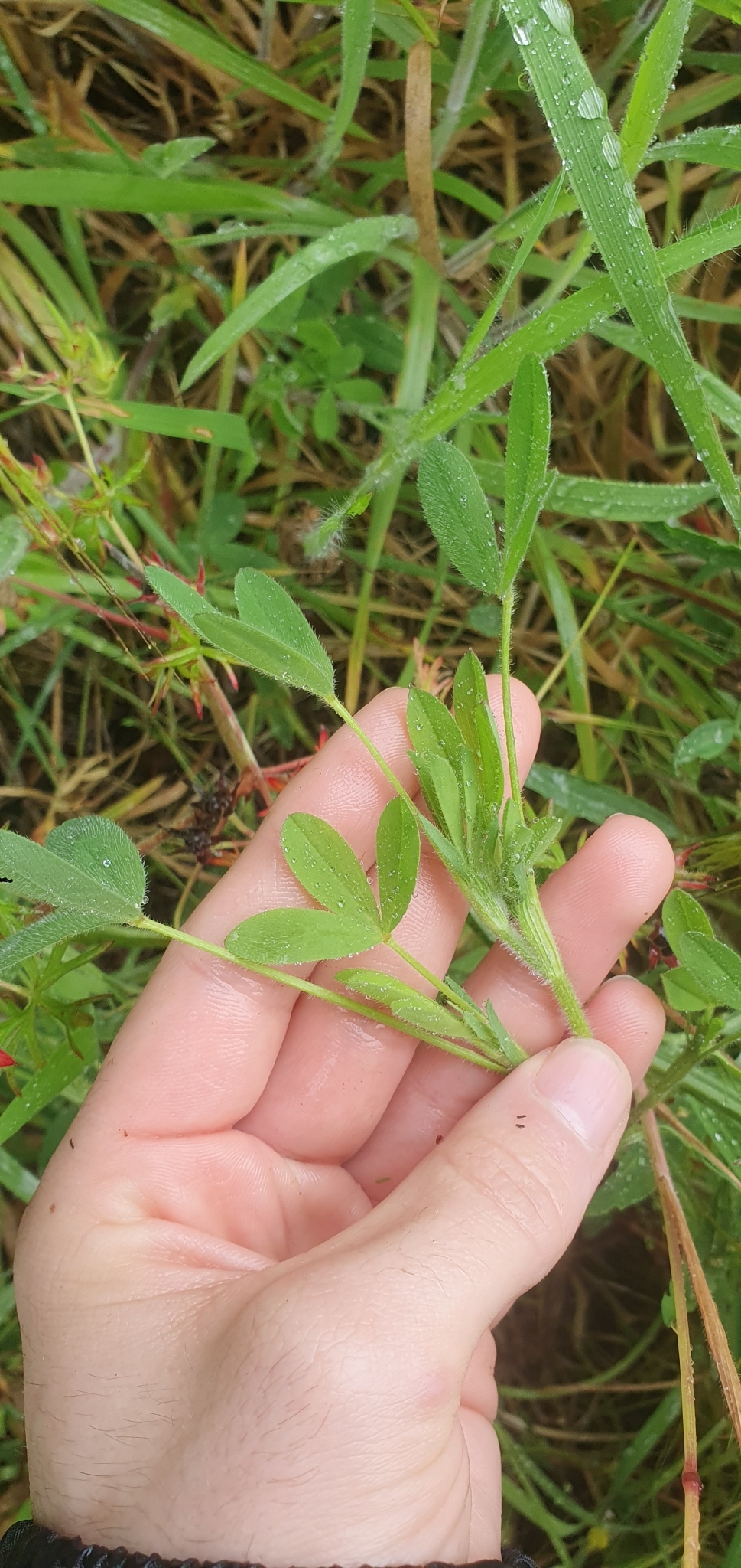 Photo of hop trefoil (8/12)