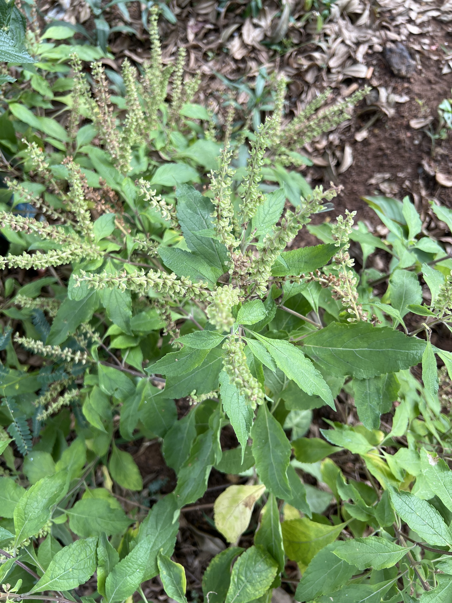 Photo of African Basil (1/6)