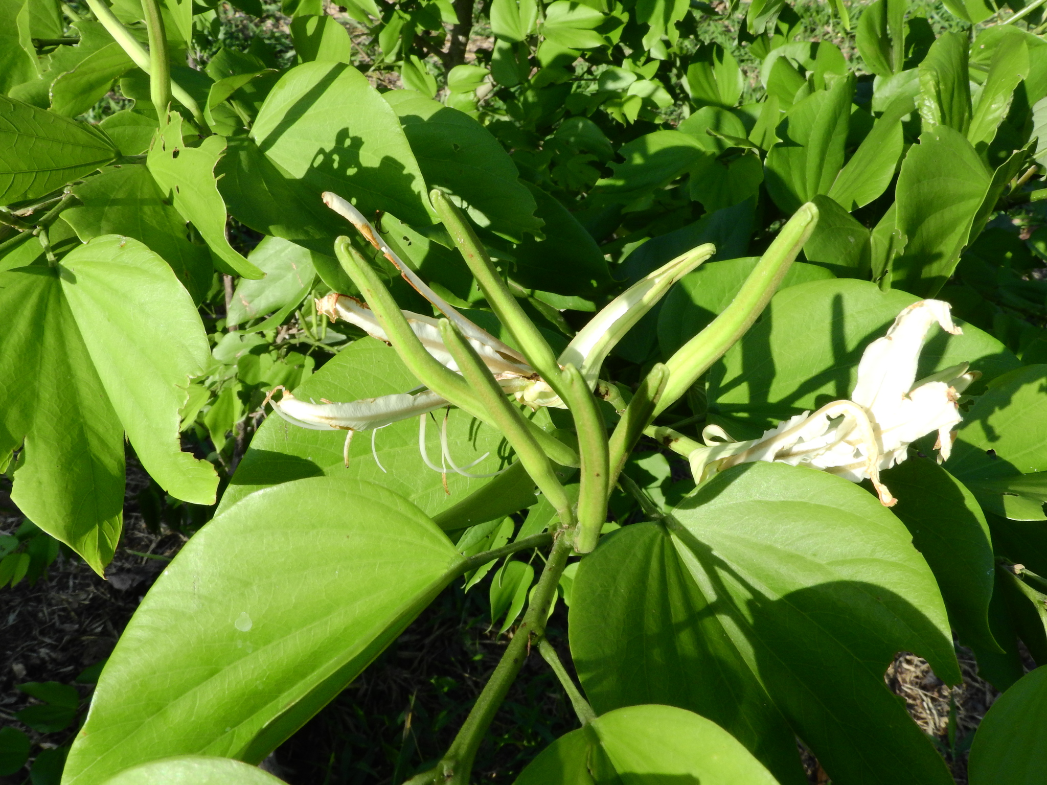 Photo of Brazilian orchid tree (4/12)
