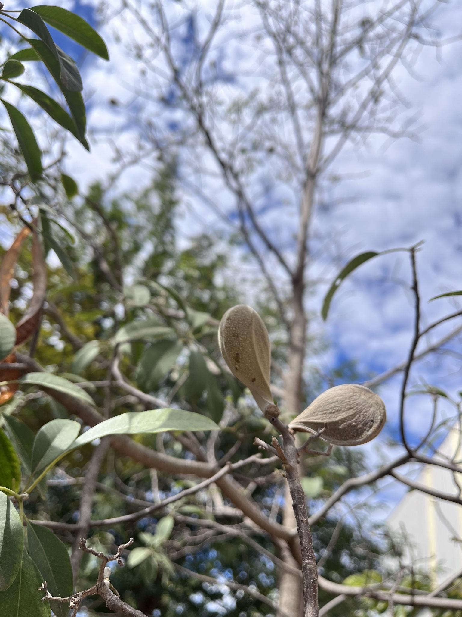Photo of Aspidosperma (2/6)