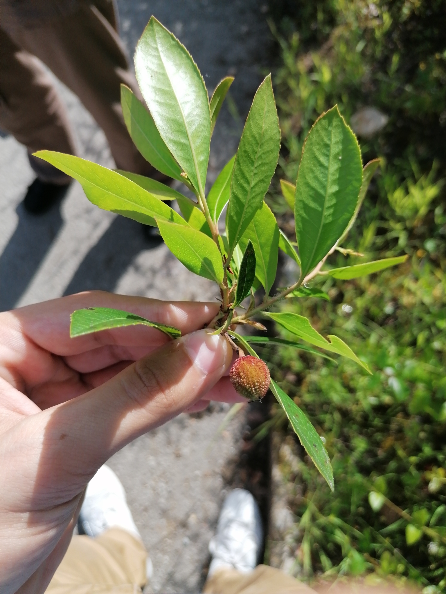 Photo of strawberry tree (6/10)