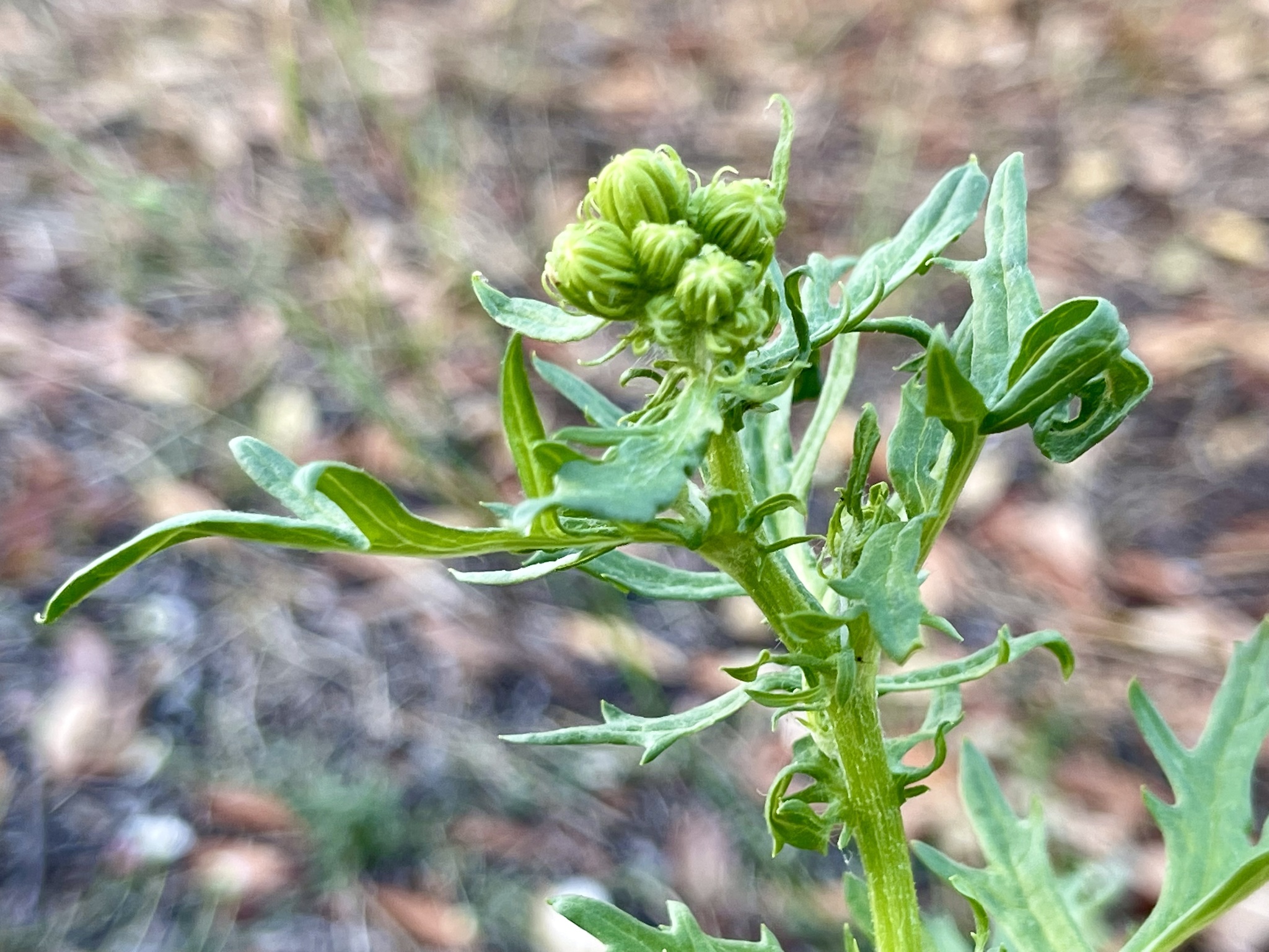 Photo of ragwort (4/9)