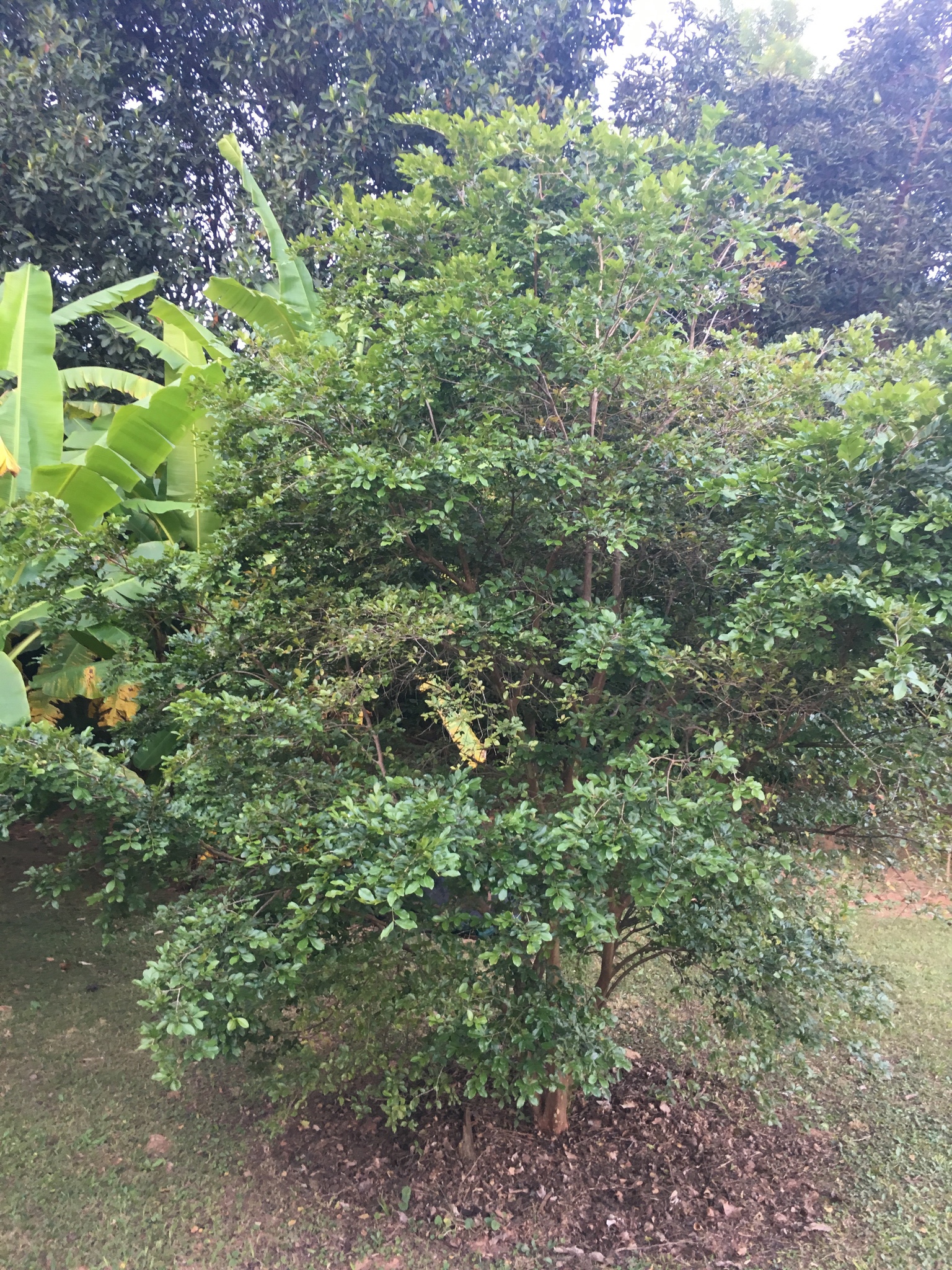 Photo of Myrteae