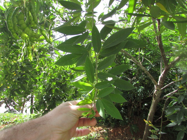 Photo of Fabaceae (2/6)