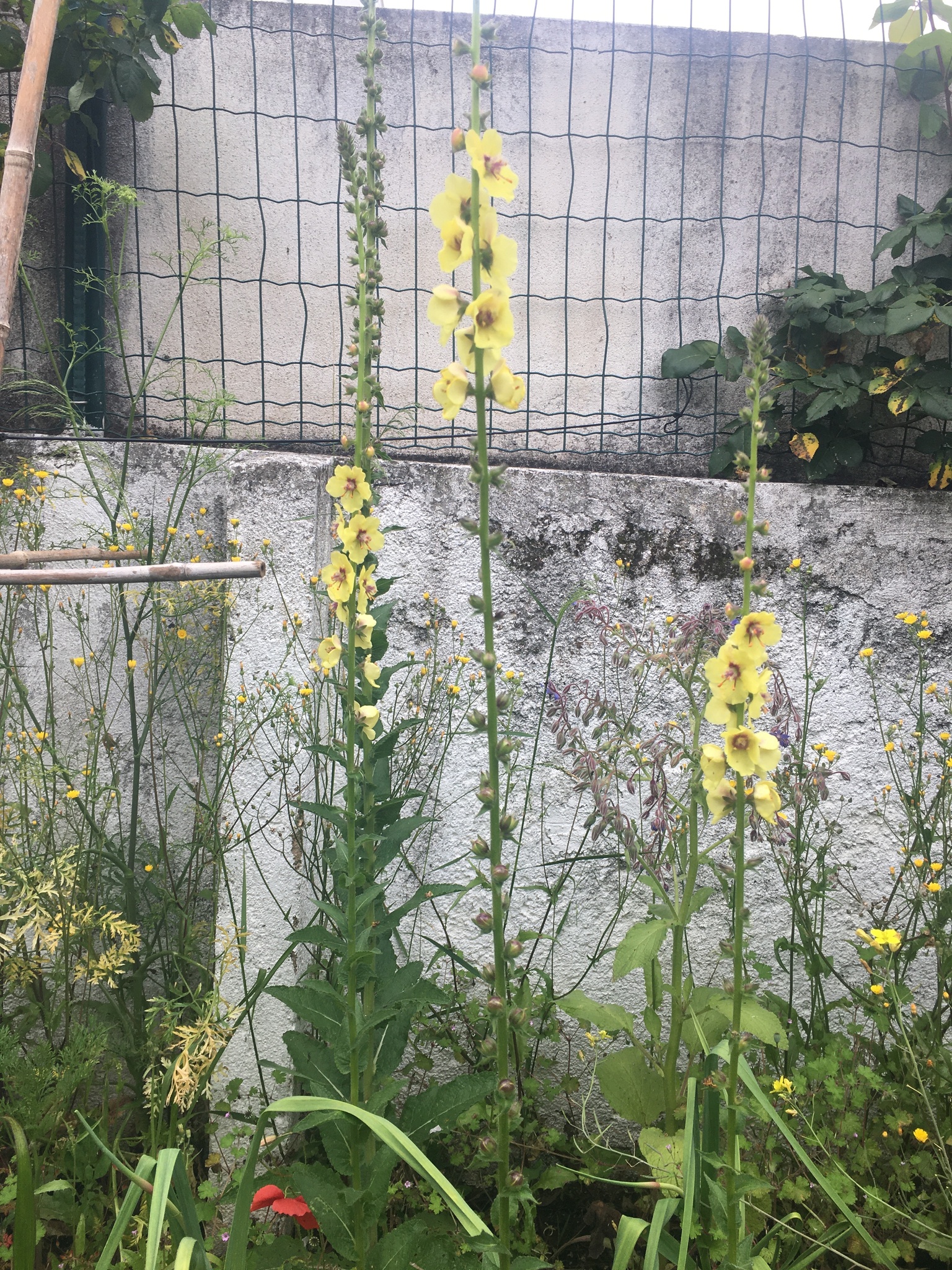 Photo of Wand Mullein (3/8)