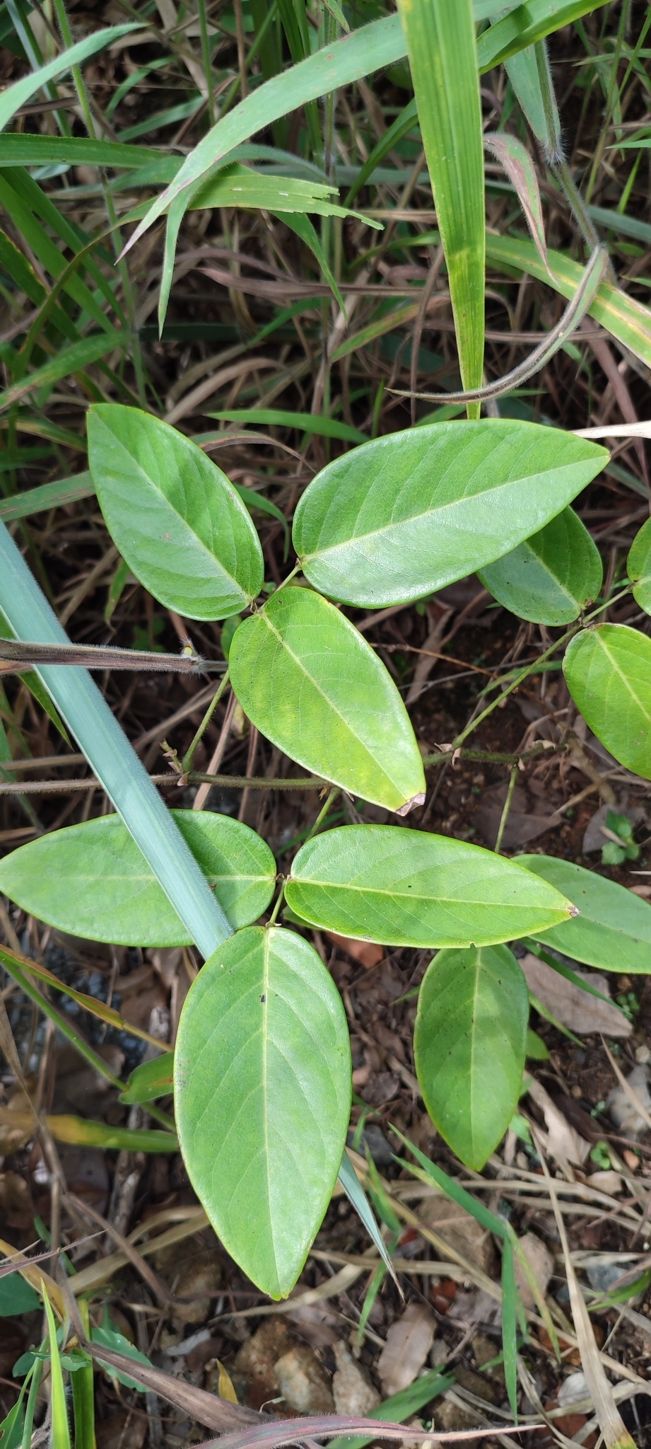 Photo of Clitoria falcata (11/12)