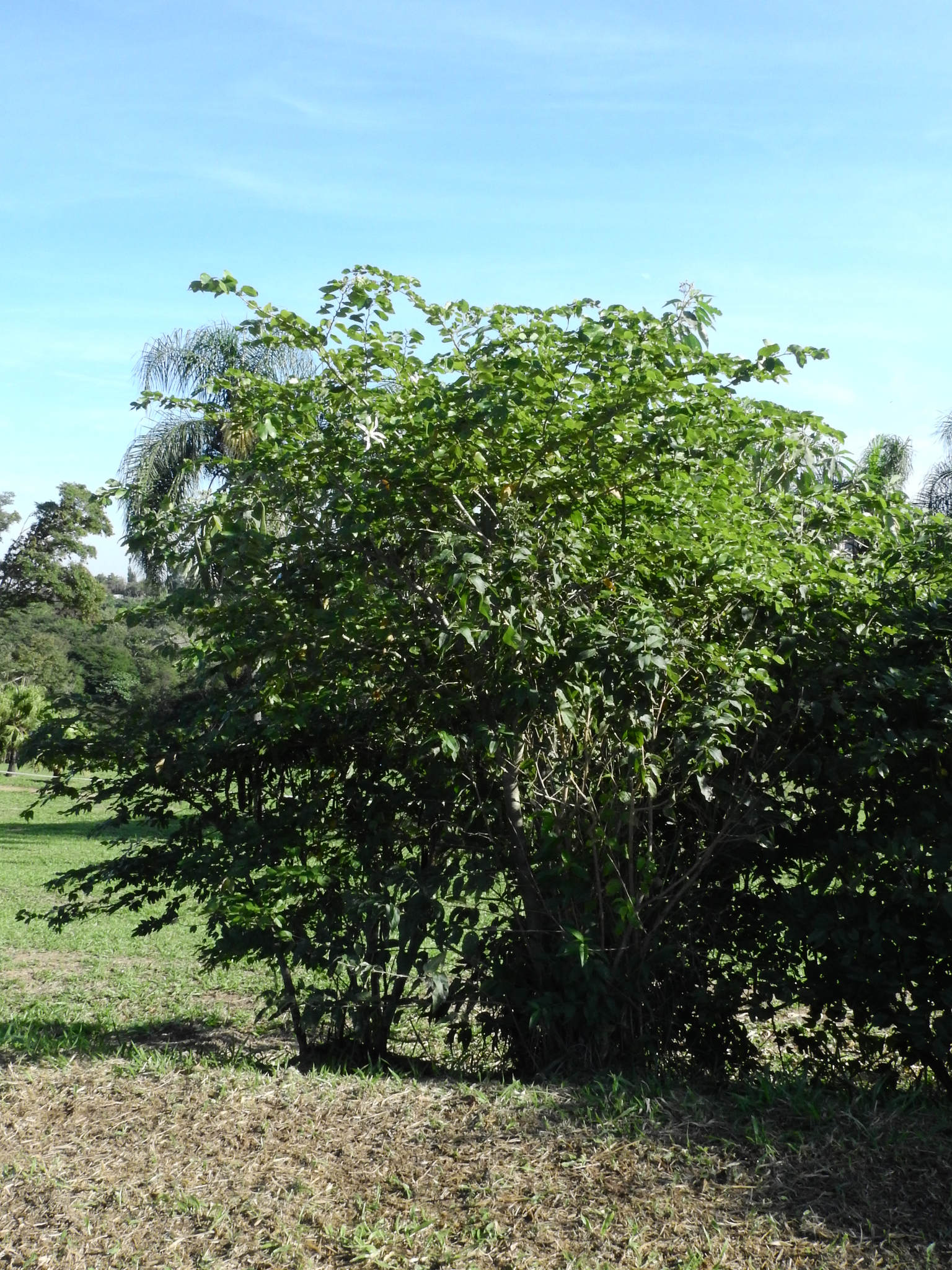 Photo of Brazilian orchid tree (11/12)