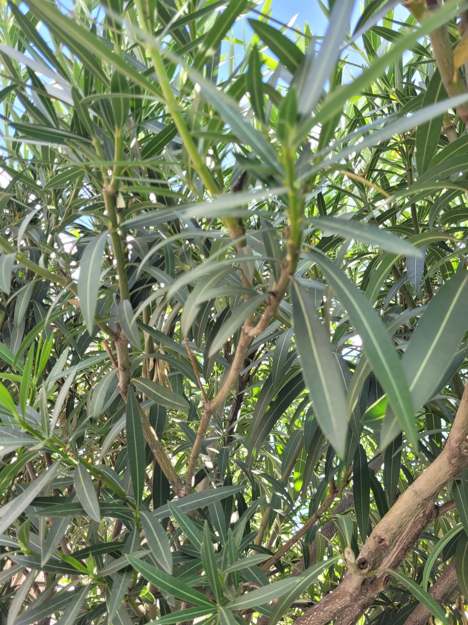 Photo of oleander (7/10)