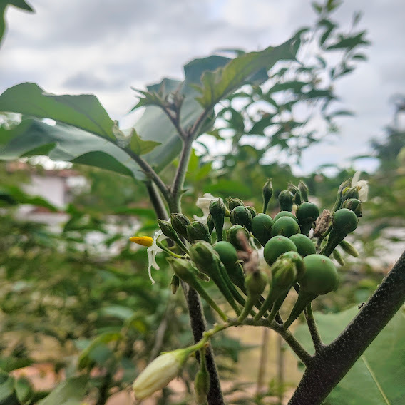 Photo of Turkey Berry (7/7)