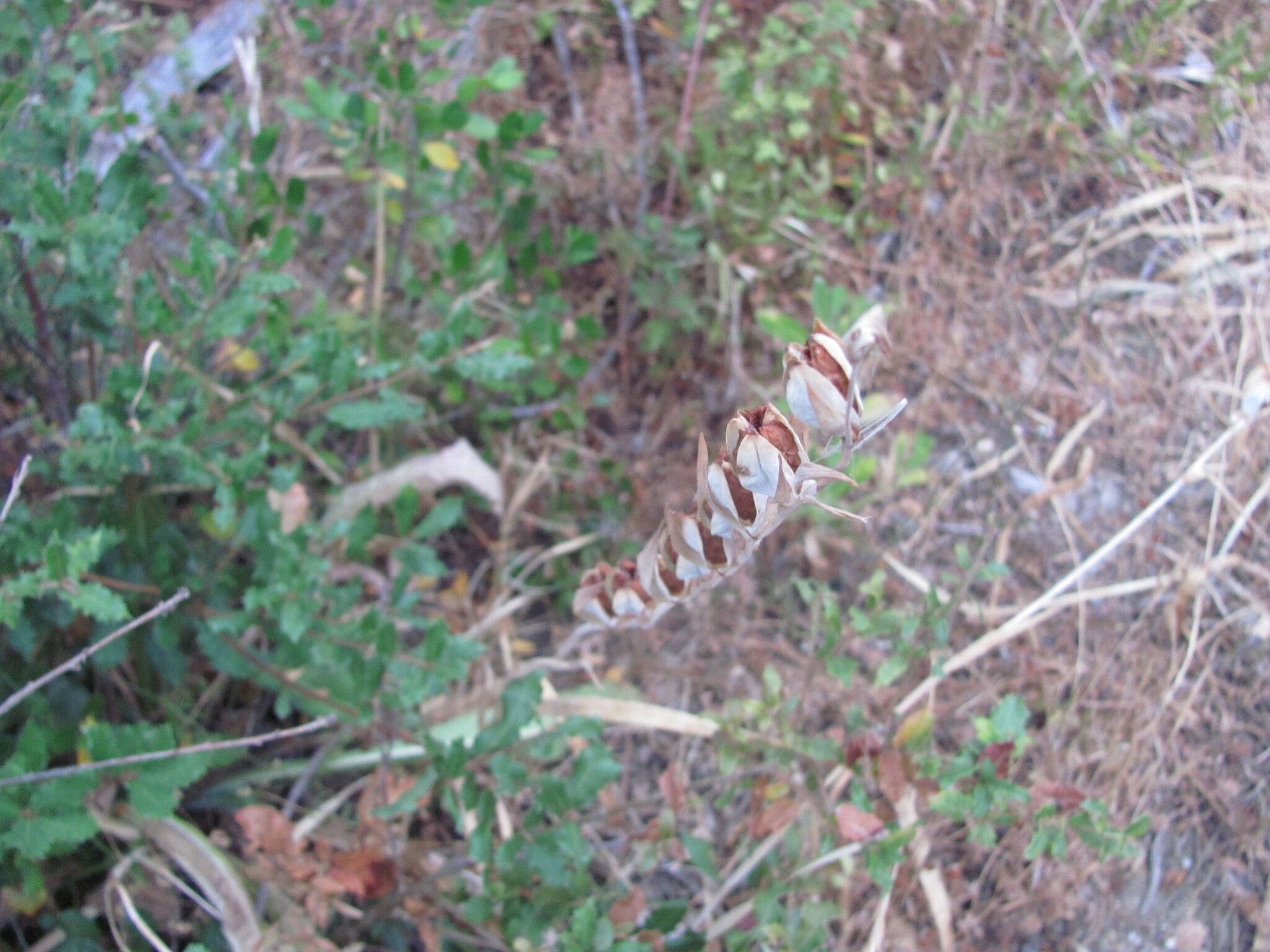 Photo of Field Gladiolus (2/12)
