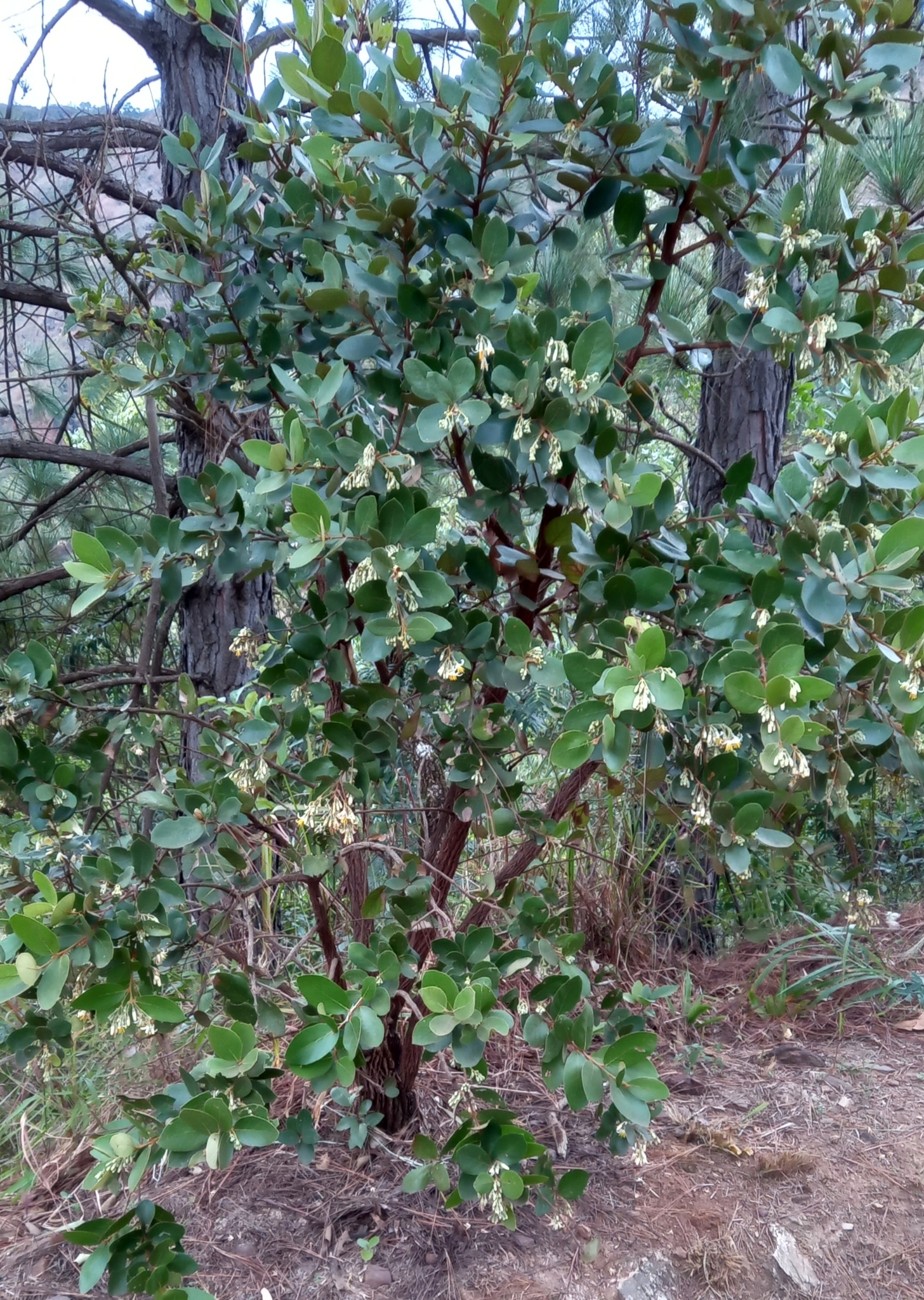 Photo of Styrax ferrugineus (10/12)