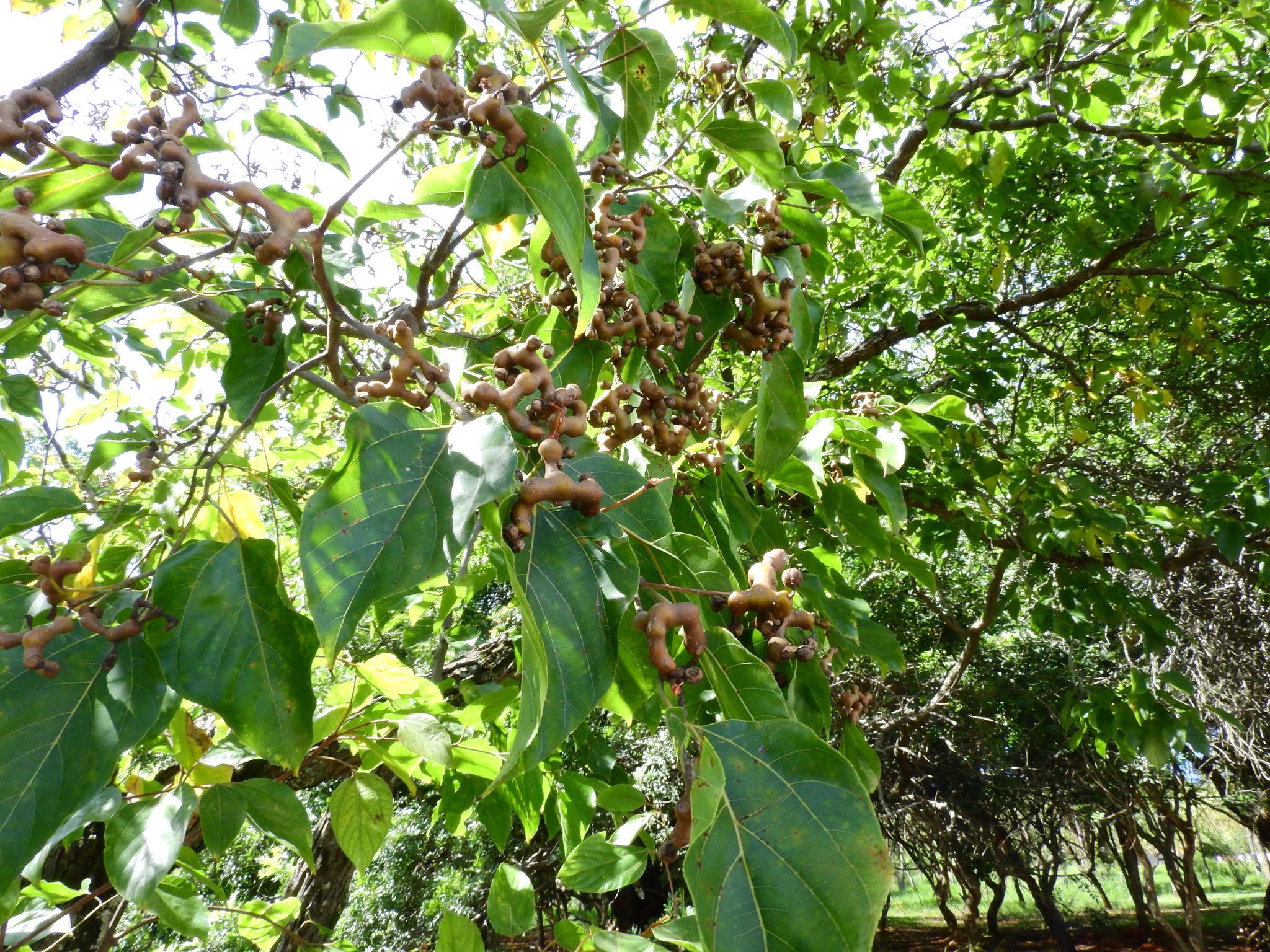 Photo of Japanese Raisin Tree (5/7)