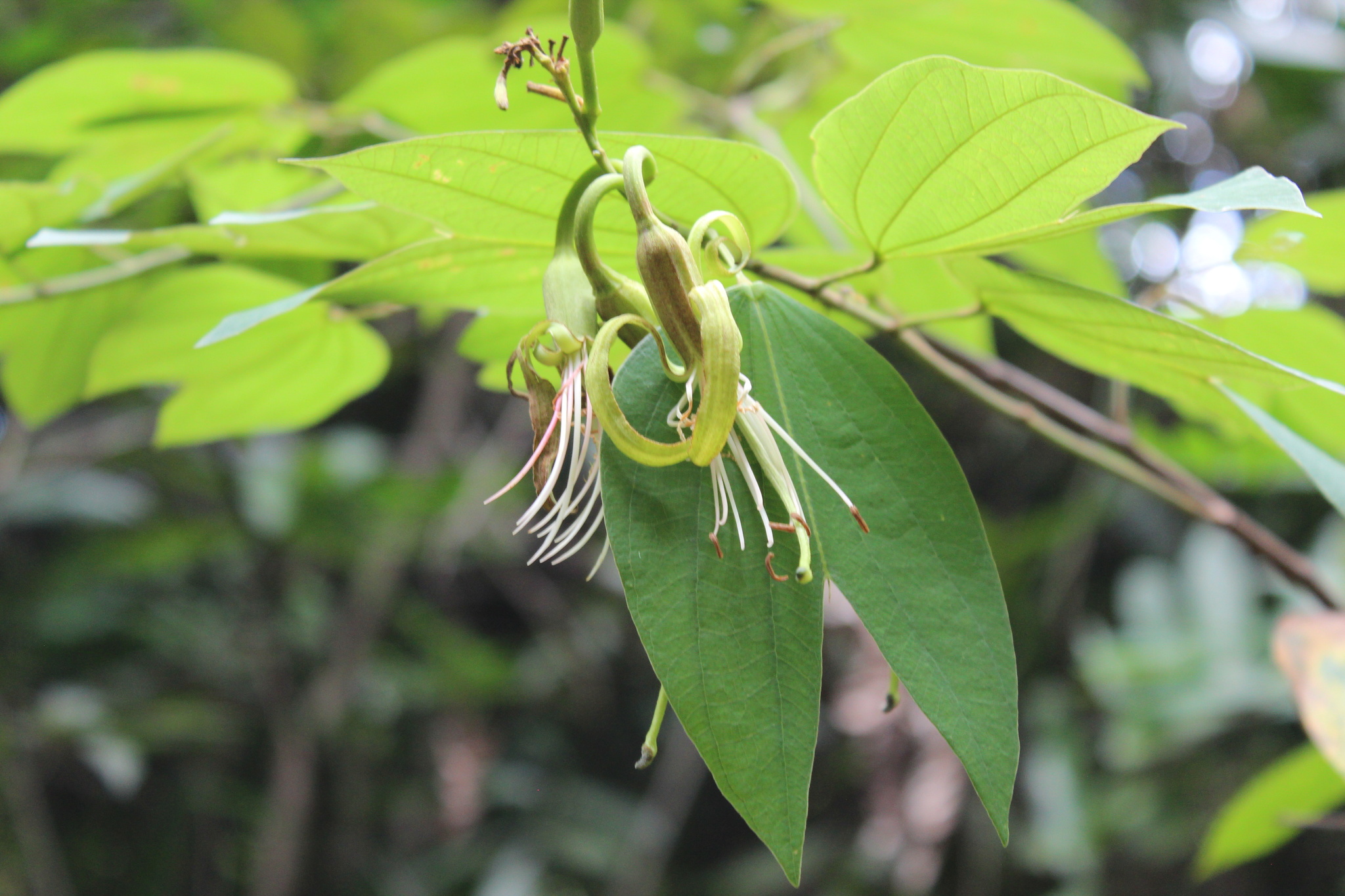 Photo of Bauhinia ungulata (1/9)