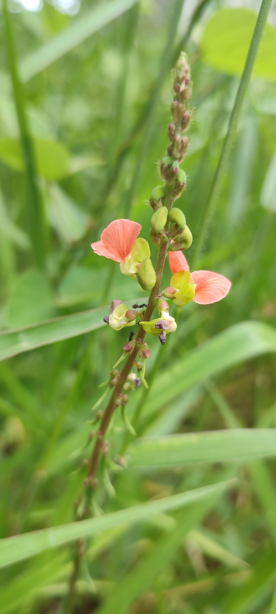 Photo of Macroptilium erythroloma (8/12)