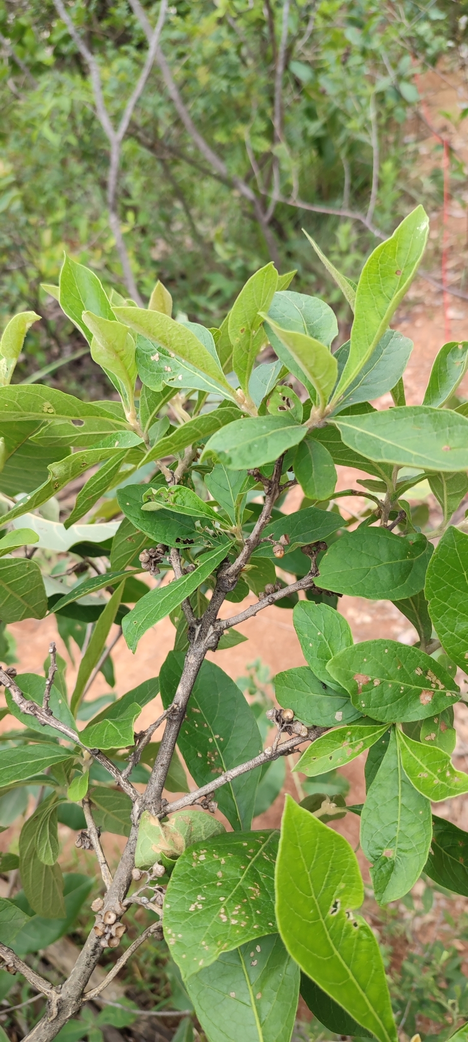 Photo of Aegiphila (4/7)