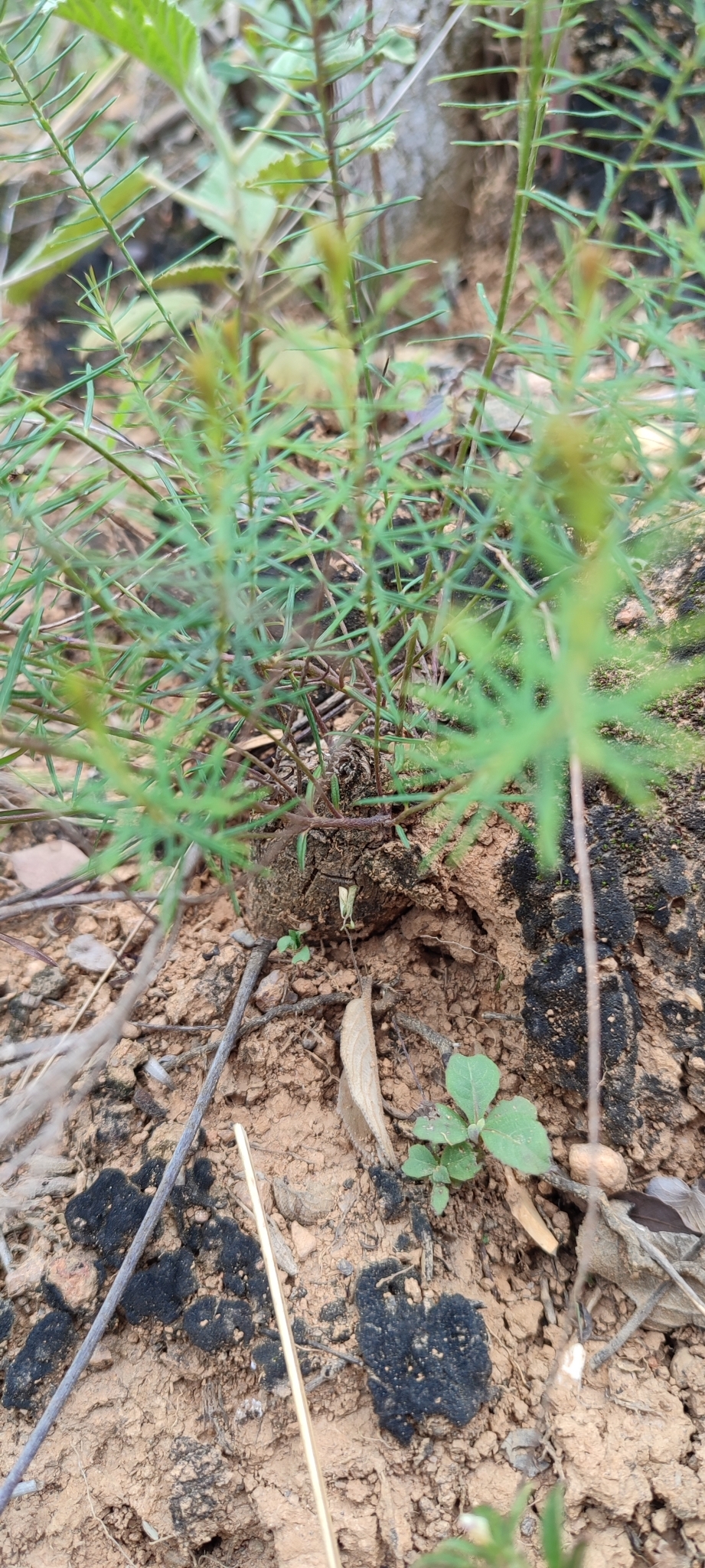 Photo of Camarea ericoides (5/8)