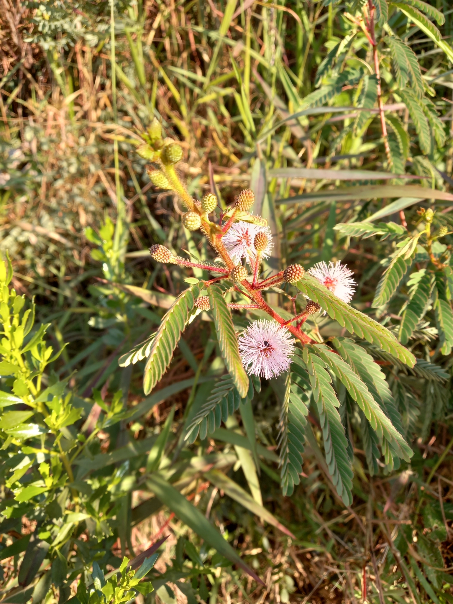 Photo of Sensitive Plant (3/12)