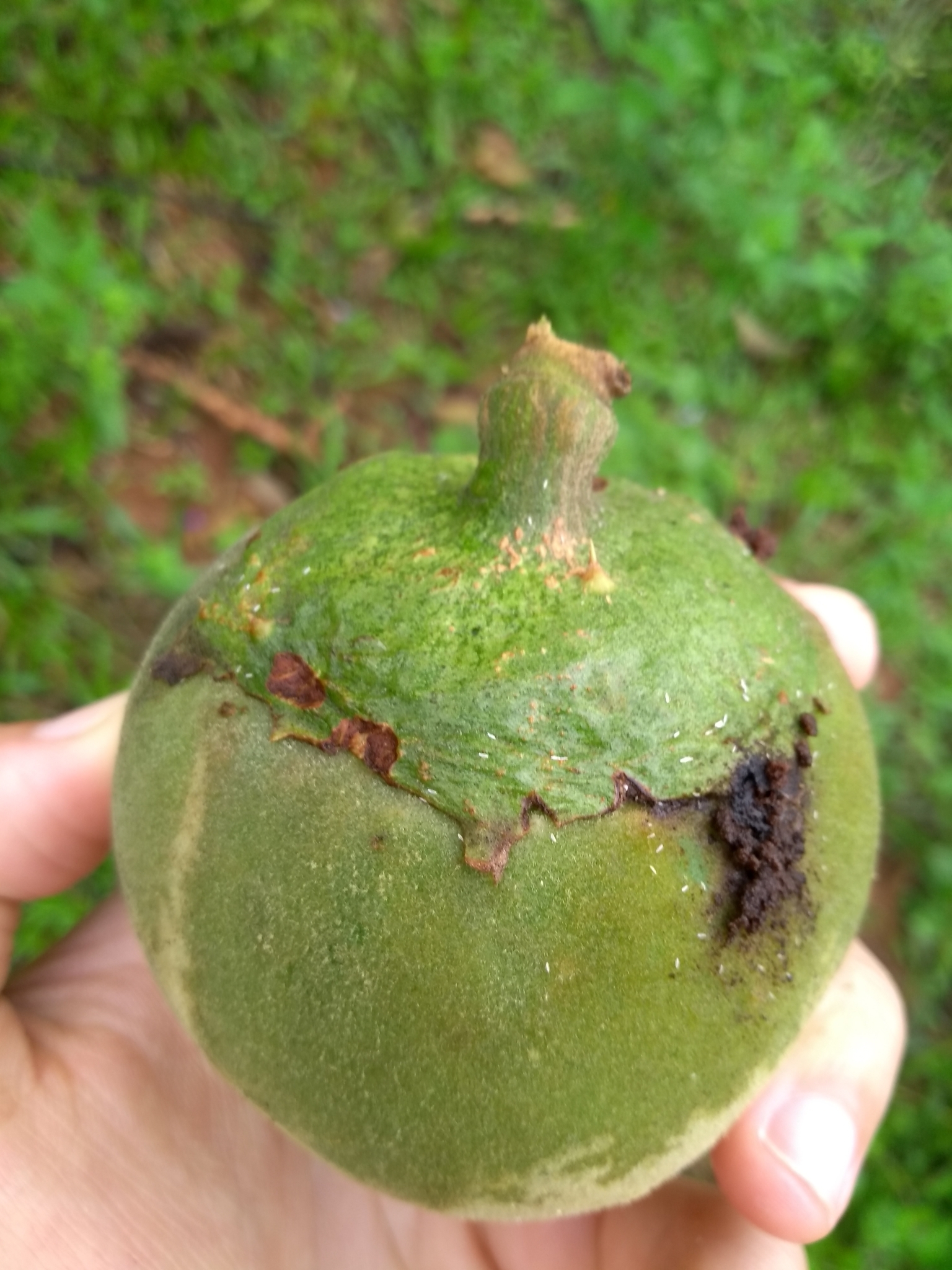 Photo of wolf-apple (1/9)