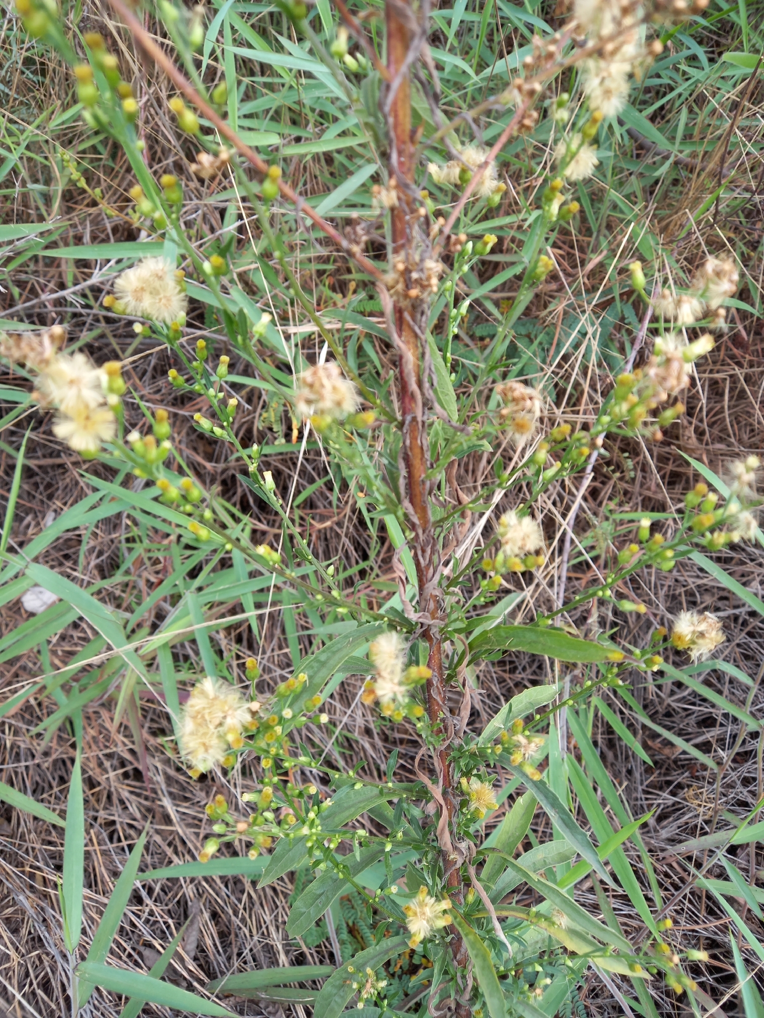 Photo of tropical horseweed (4/7)