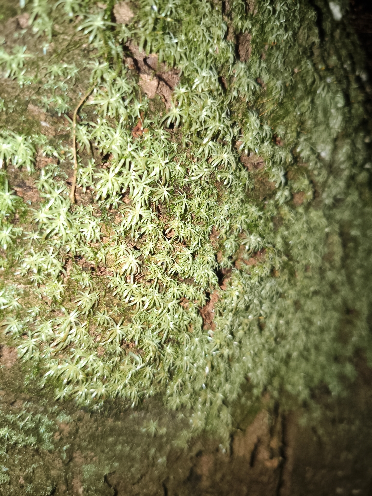 Photo of Dicranales (2/7)