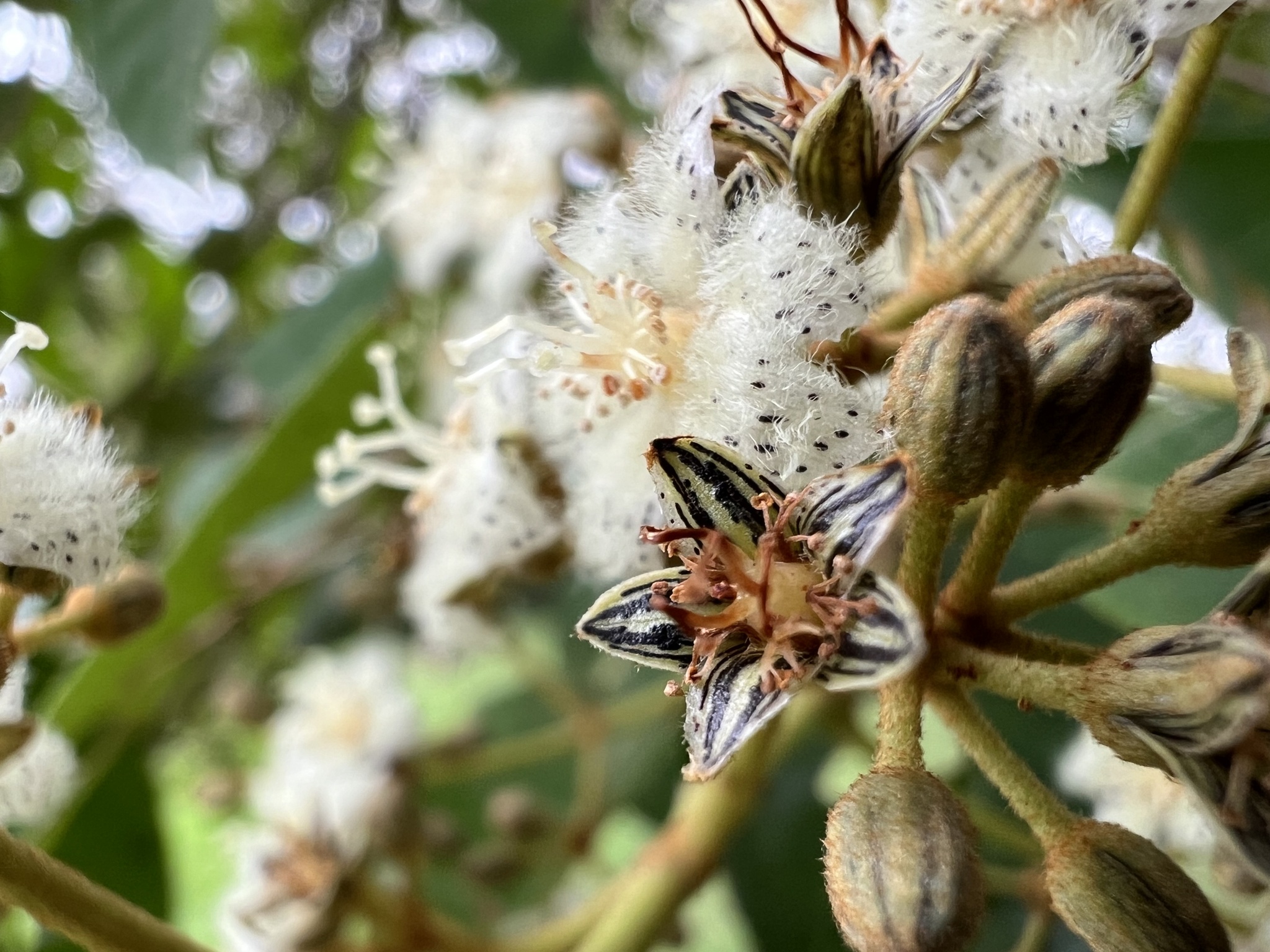 Photo of Malpighiales (1/7)