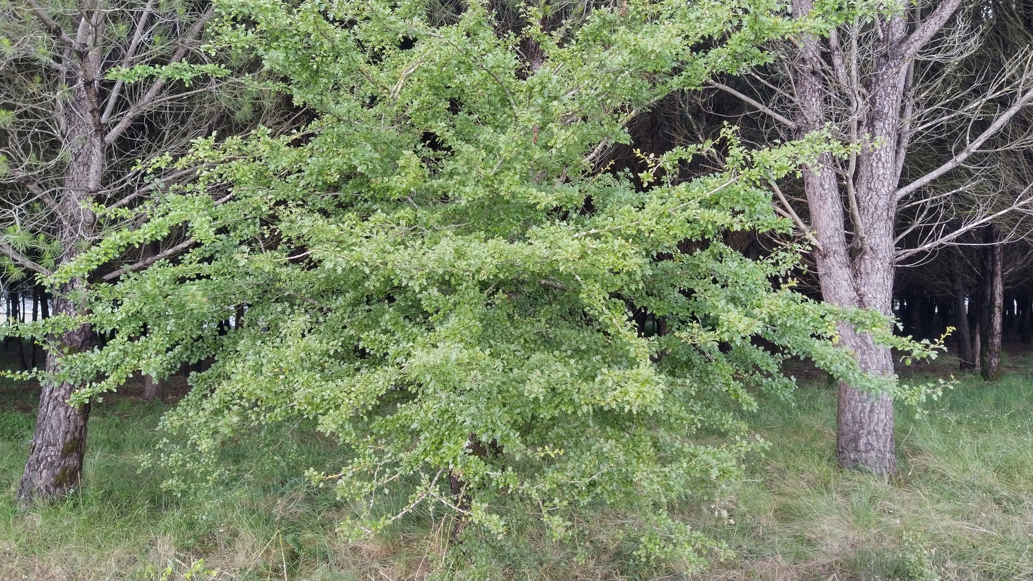 Photo of common hawthorn (3/12)
