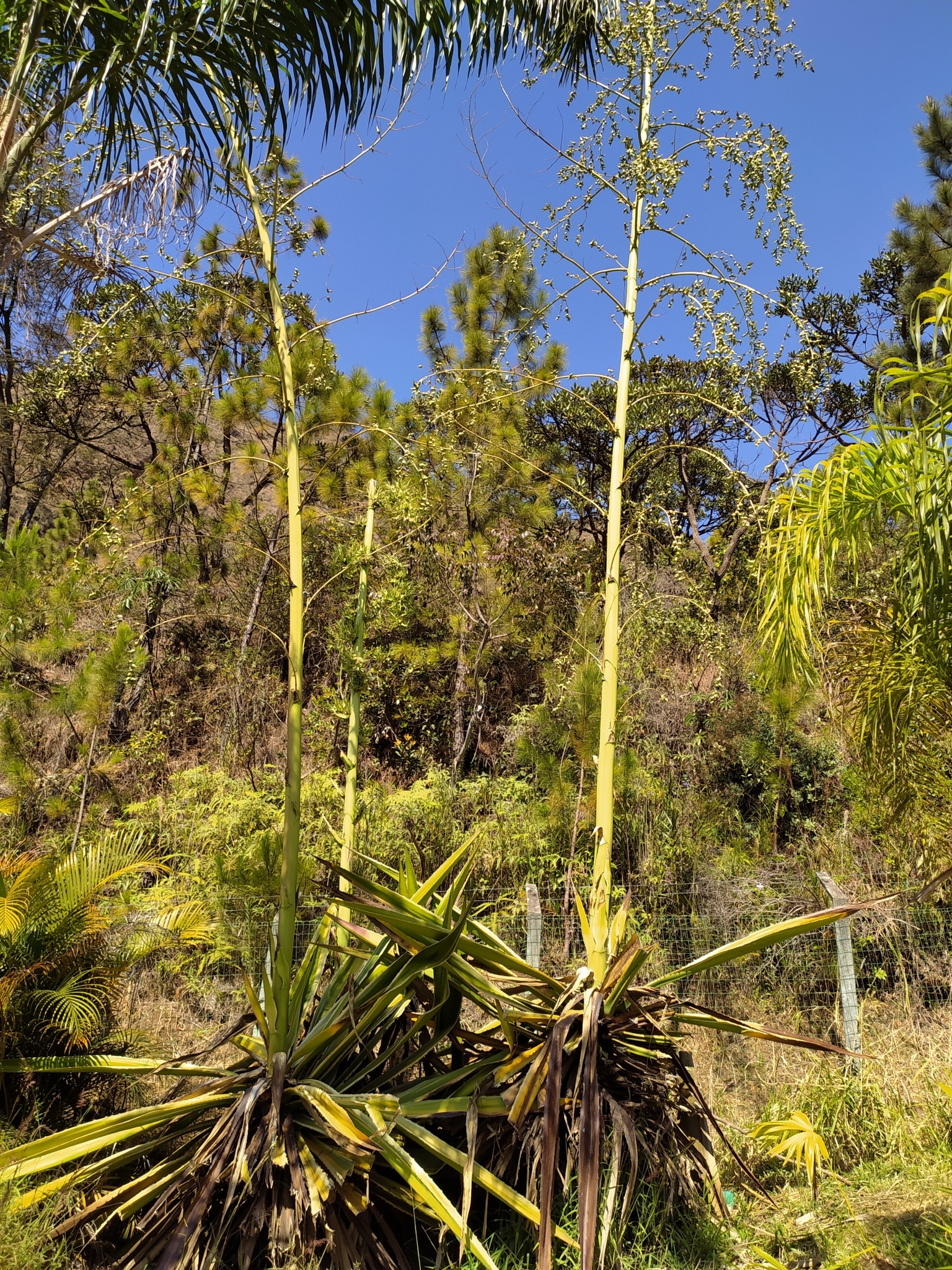 Photo of Mauritius hemp (5/9)