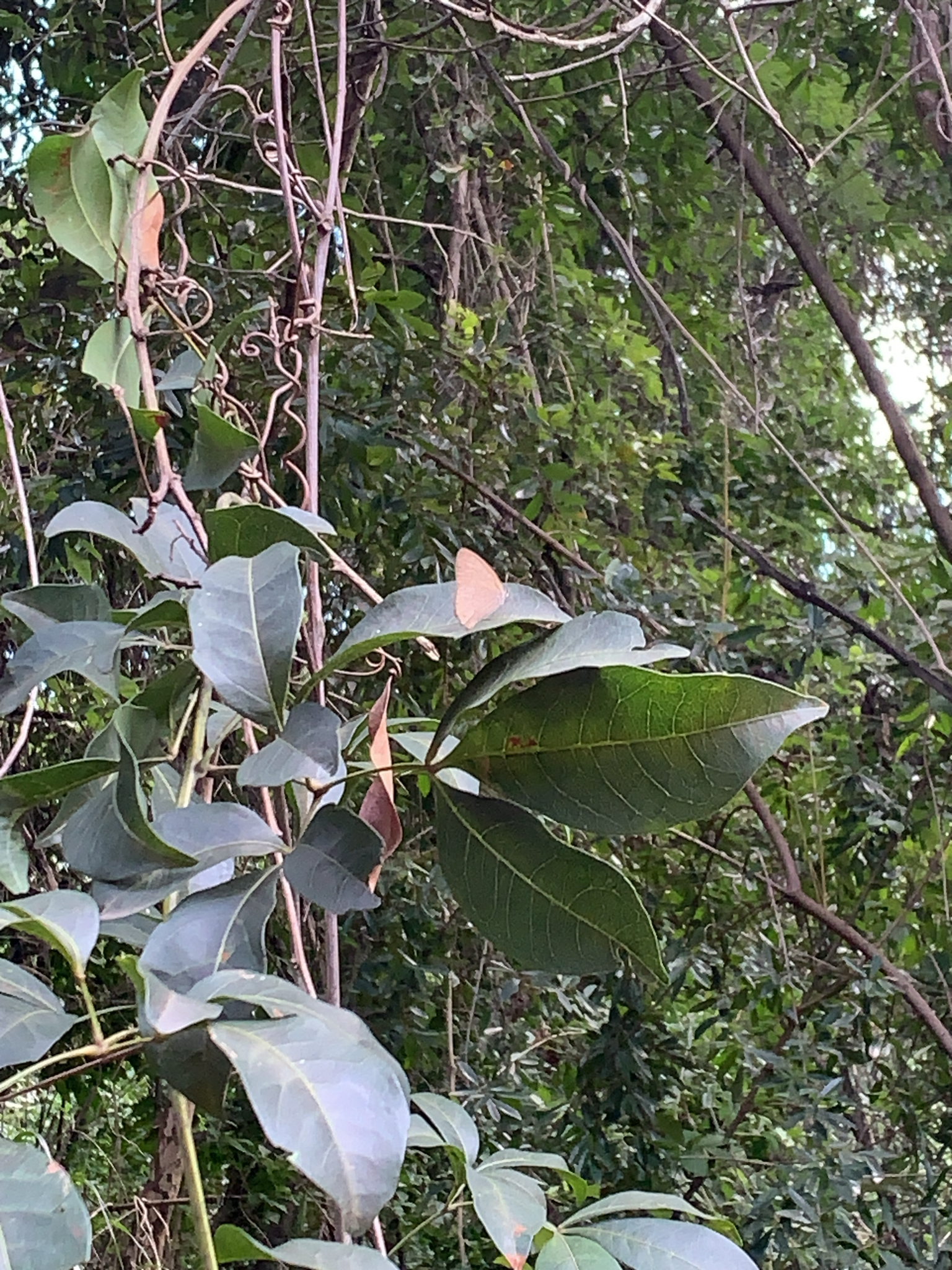 Photo of Mile-a-minute vine (1/12)