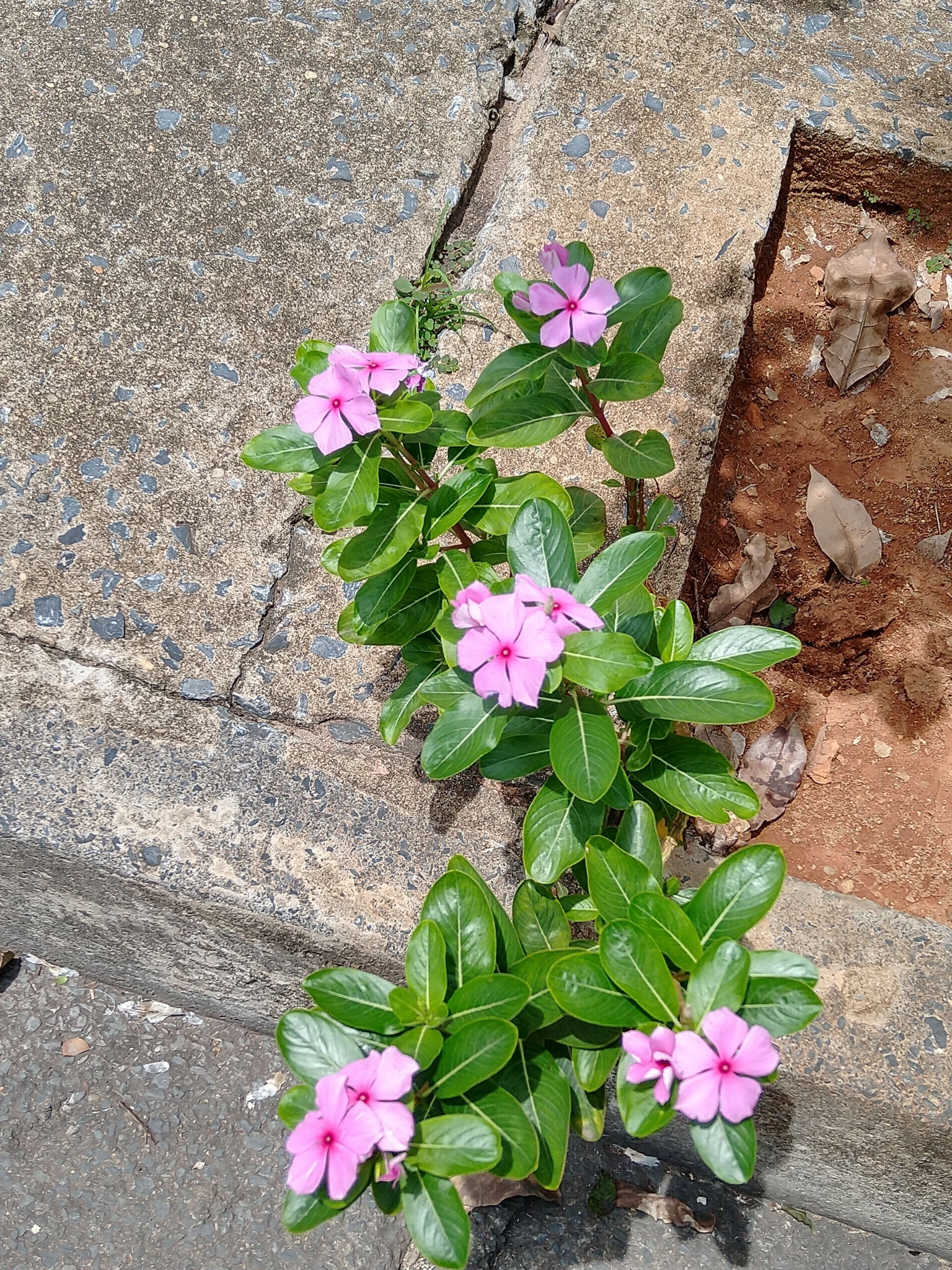 Photo of Madagascar Periwinkle (12/12)