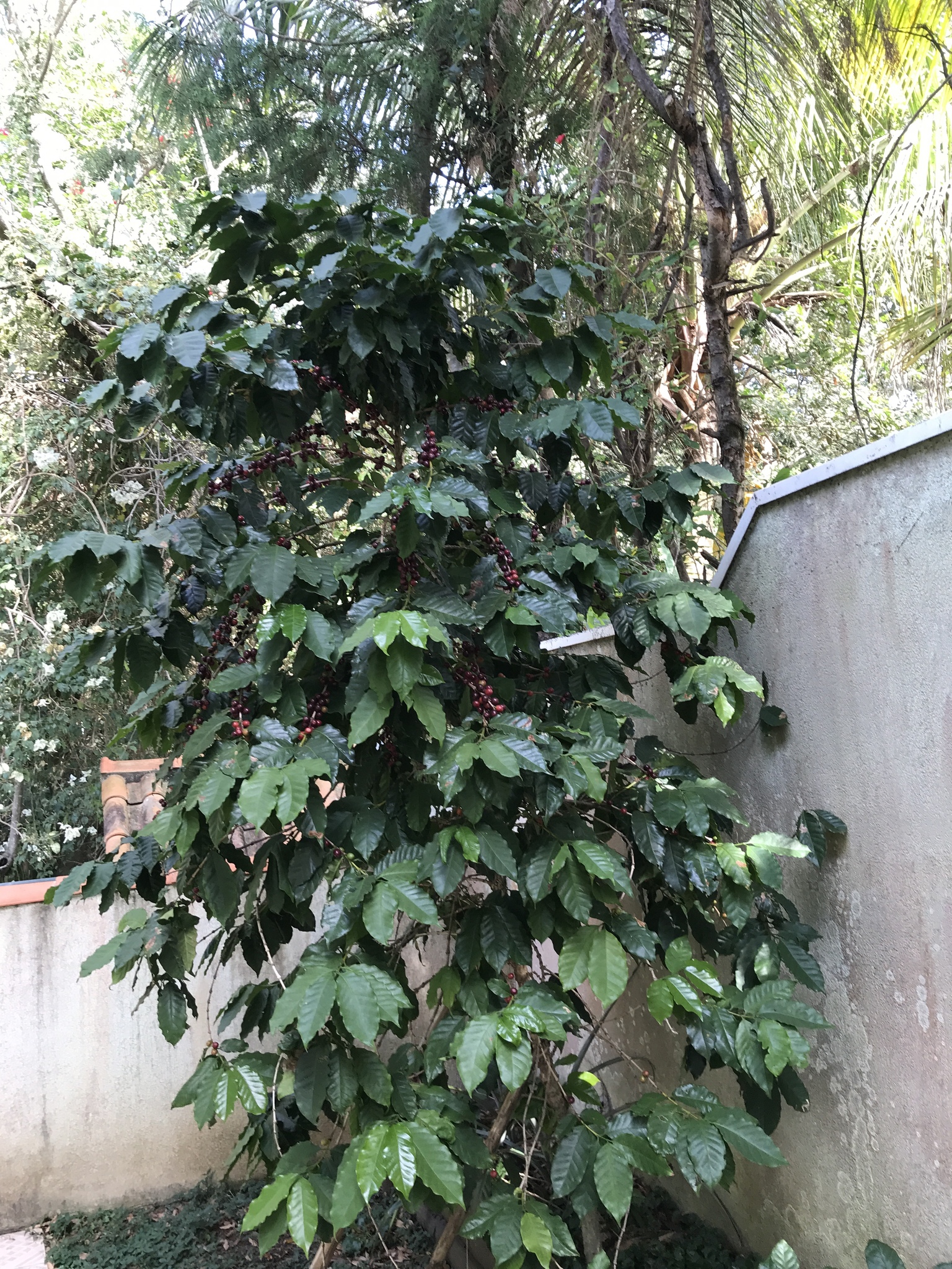Photo of Coffea arabica