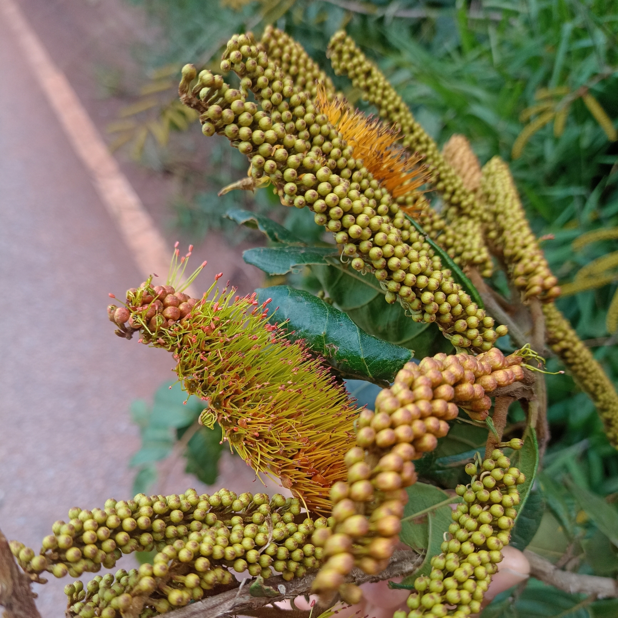 Photo of Combretum fruticosum (9/9)