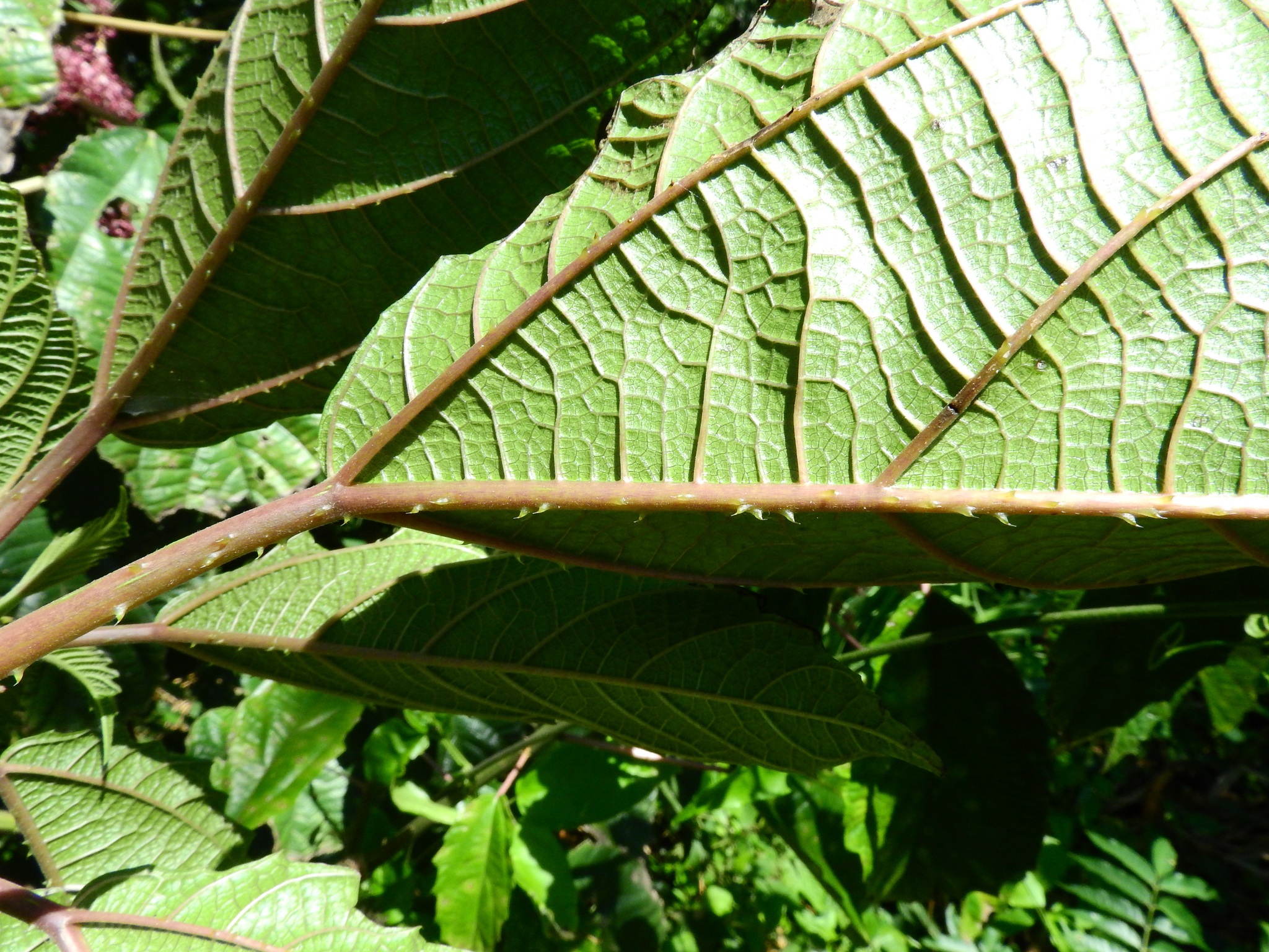 Photo of Scratchbush (1/6)