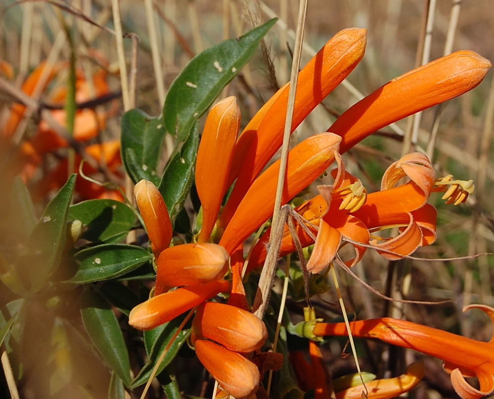 Photo of Flame vine (11/12)