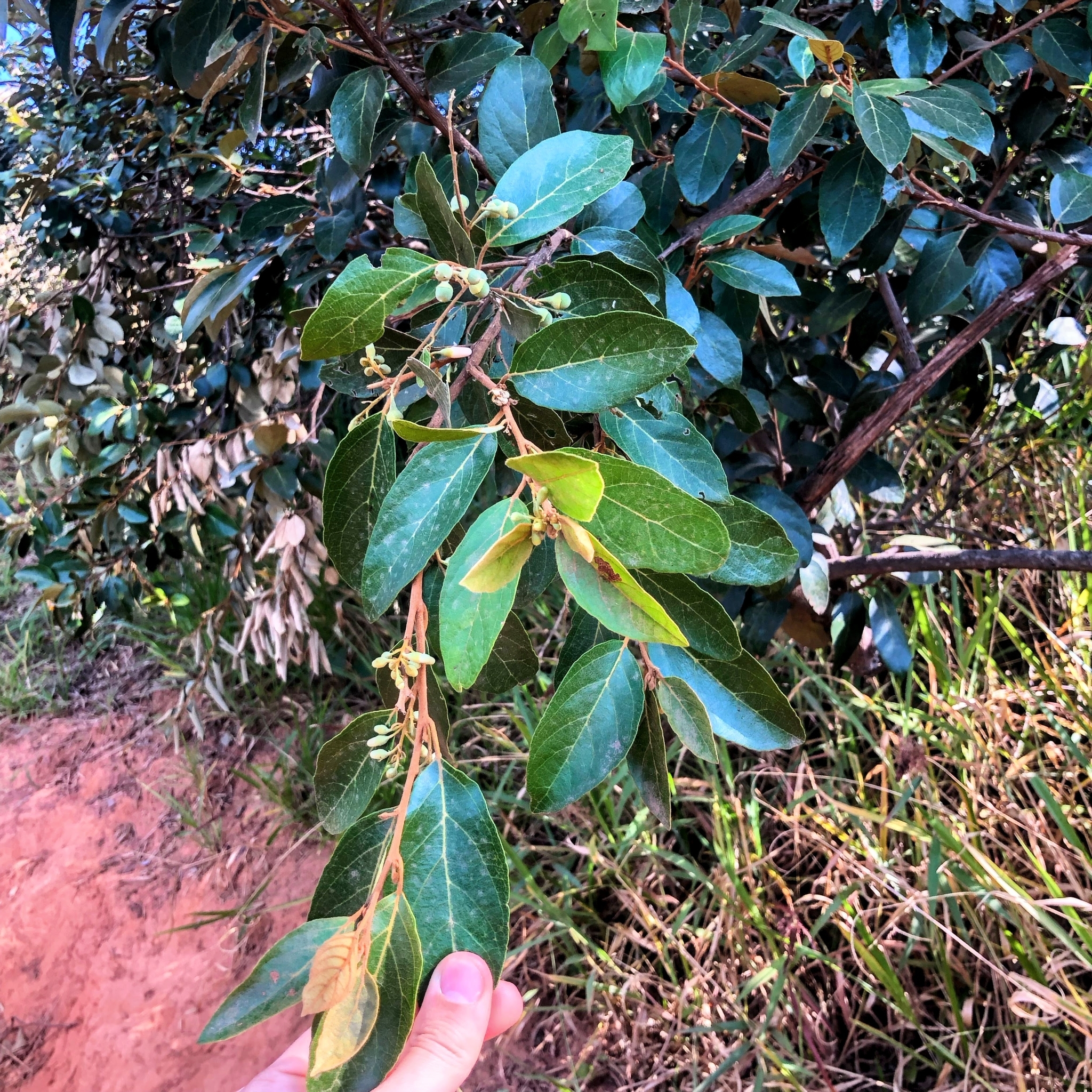 Photo of Styrax ferrugineus (2/12)
