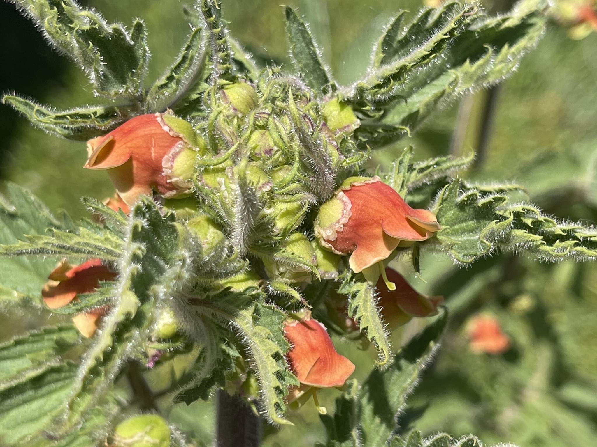 Photo of Scrophularia grandiflora (8/12)