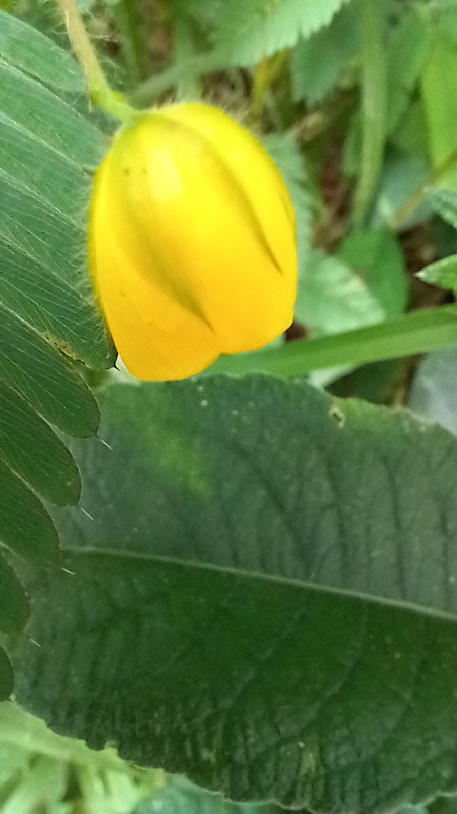 Photo of Magnoliopsida (6/6)