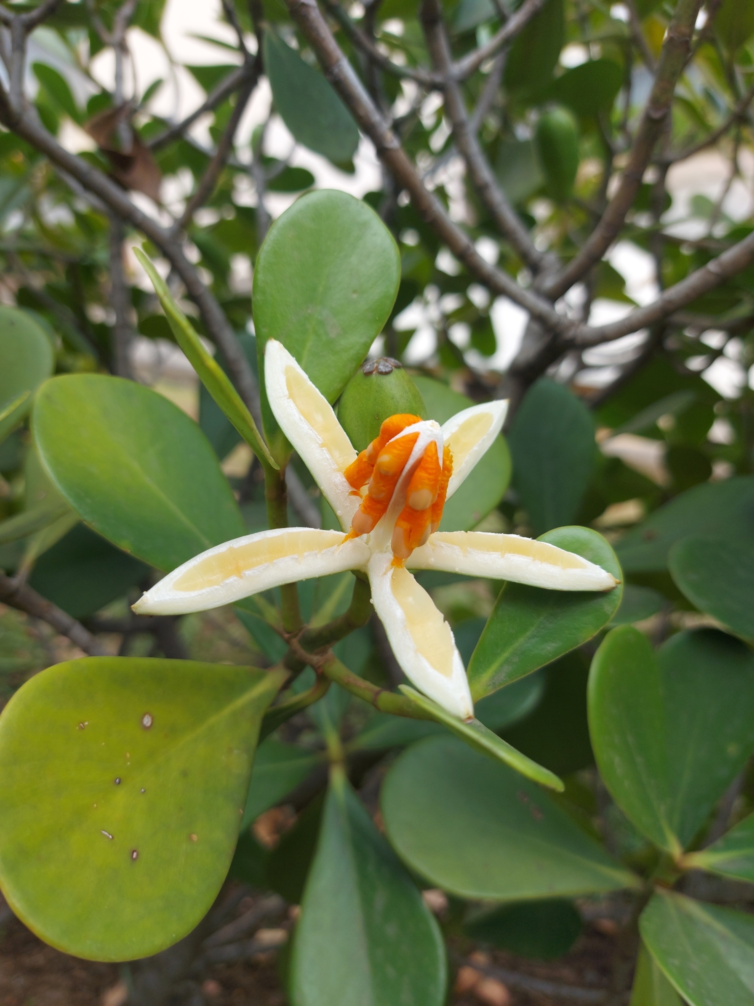 Photo of Clusia fluminensis (1/8)