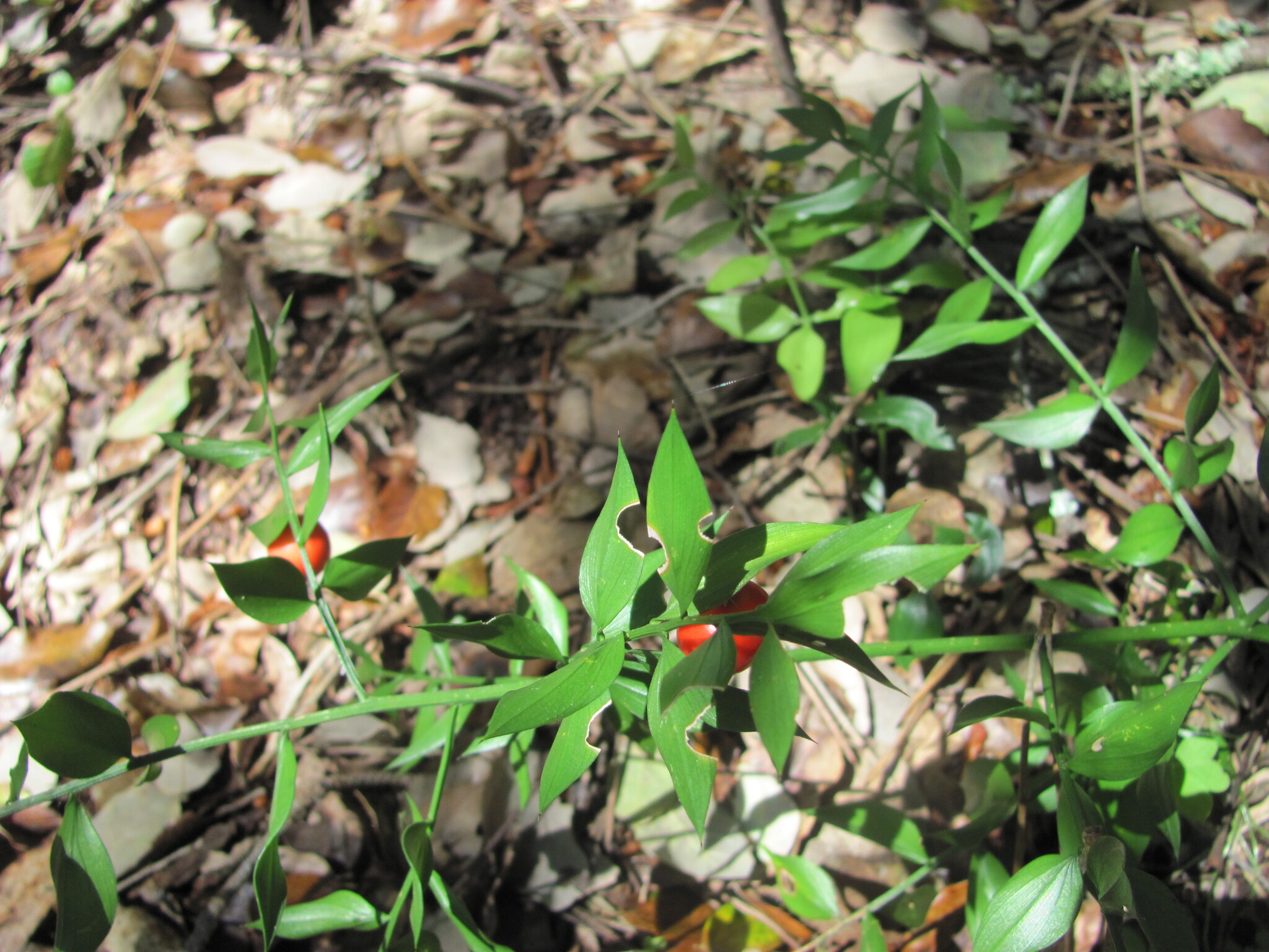 Photo of butcher's-broom (2/7)